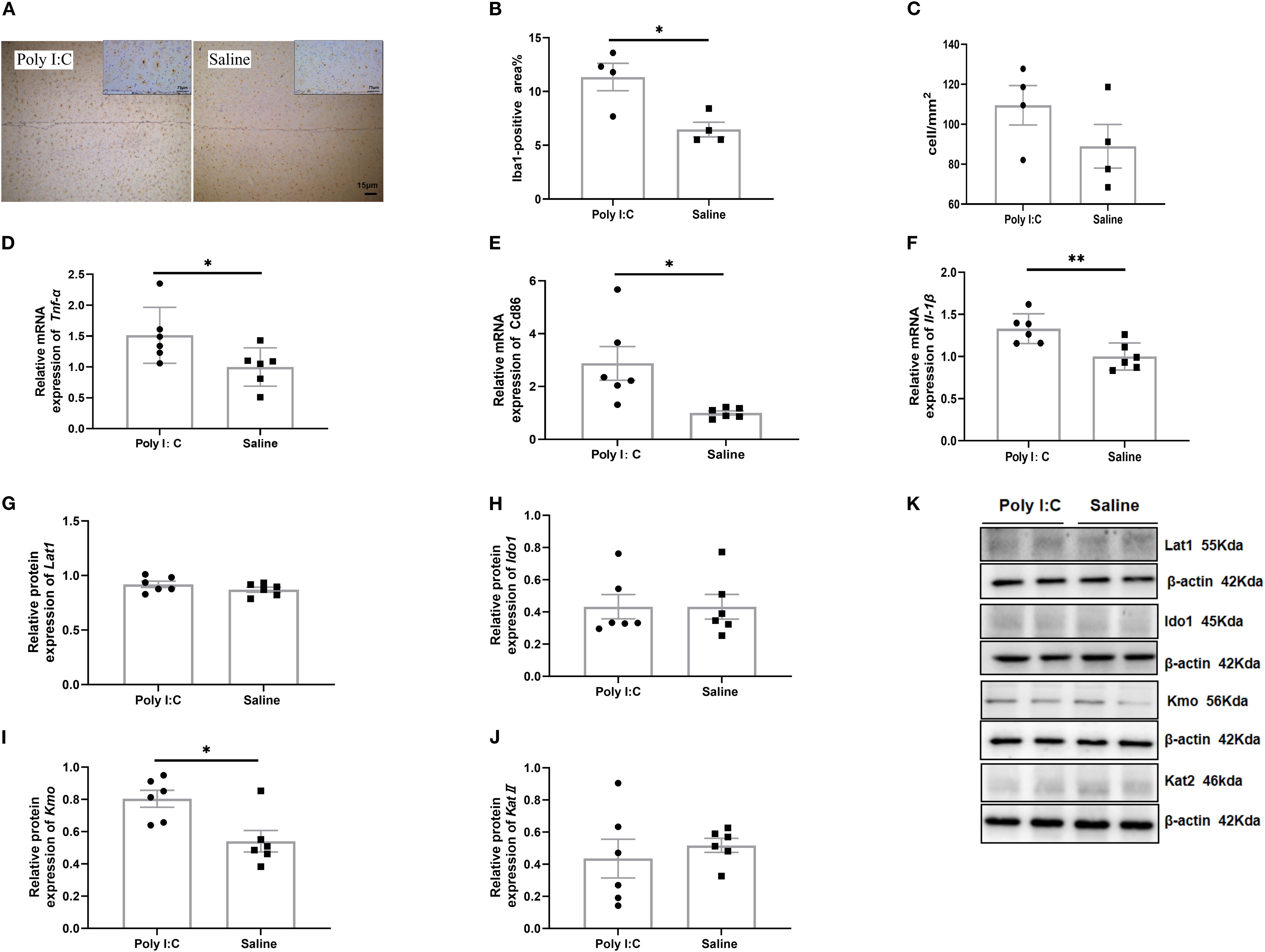 Panel A shows two microscopic images comparing tissue treated with Poly I:C and Saline, highlighting differences in Iba1-positive areas. Panels B to J contain bar graphs comparing various parameters between Poly I:C and Saline treatments, including Iba1-positive area, cell count, and mRNA or protein expression of specific genes and proteins. Panel K shows Western blot results comparing protein expression between the two treatments. Statistically significant differences are indicated with asterisks in some comparisons.
