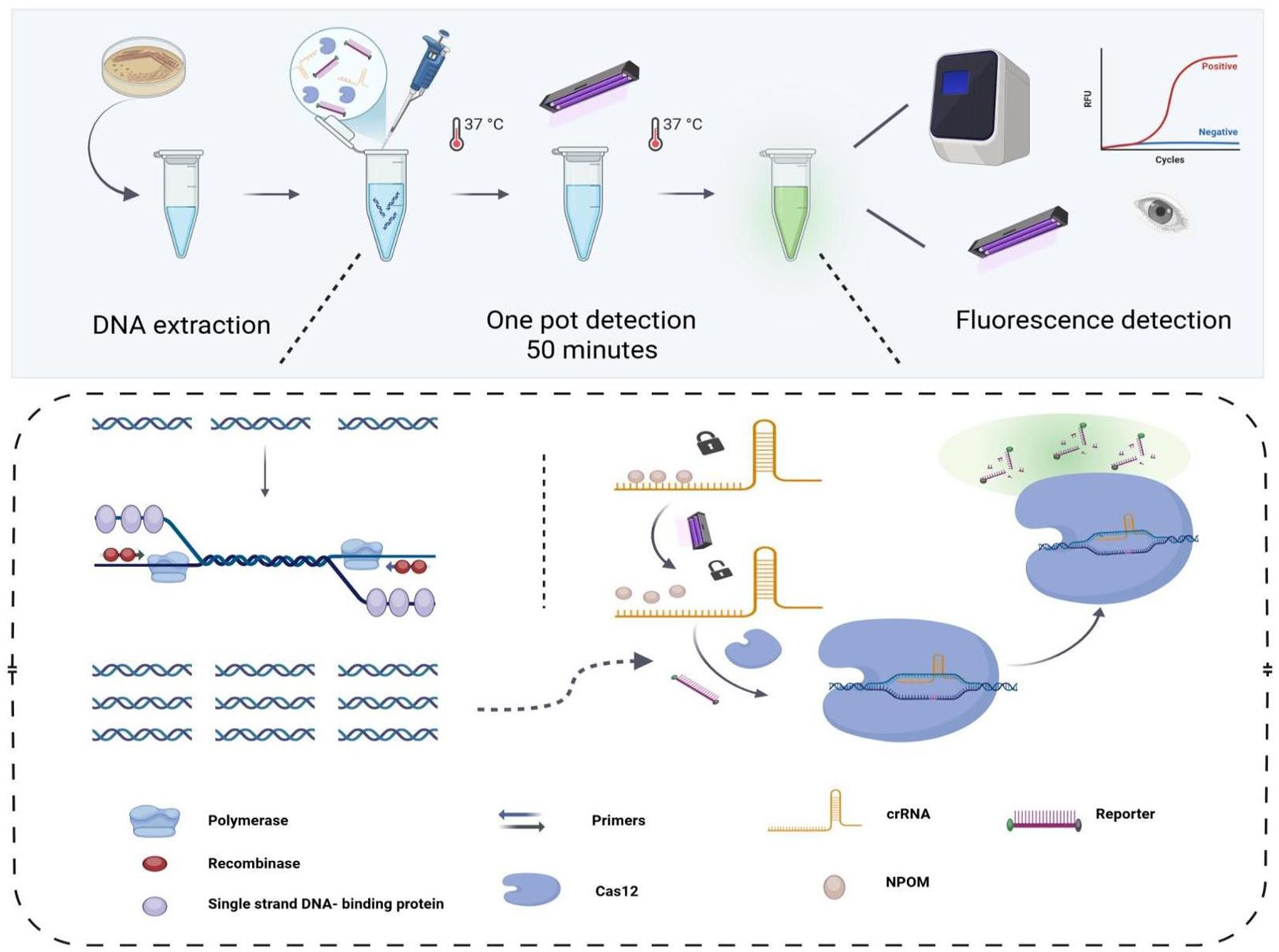 Diagram illustrating a DNA detection process. The top section shows three main stages: DNA extraction, one-pot detection in fifty minutes at thirty-seven degrees Celsius, and fluorescence detection. The bottom section details the molecular process, including polymerase, recombinase, single-strand DNA-binding proteins, primers, Cas12, crRNA, NPOM, and reporter. The stages and components are linked with arrows, showing the sequence of reactions.