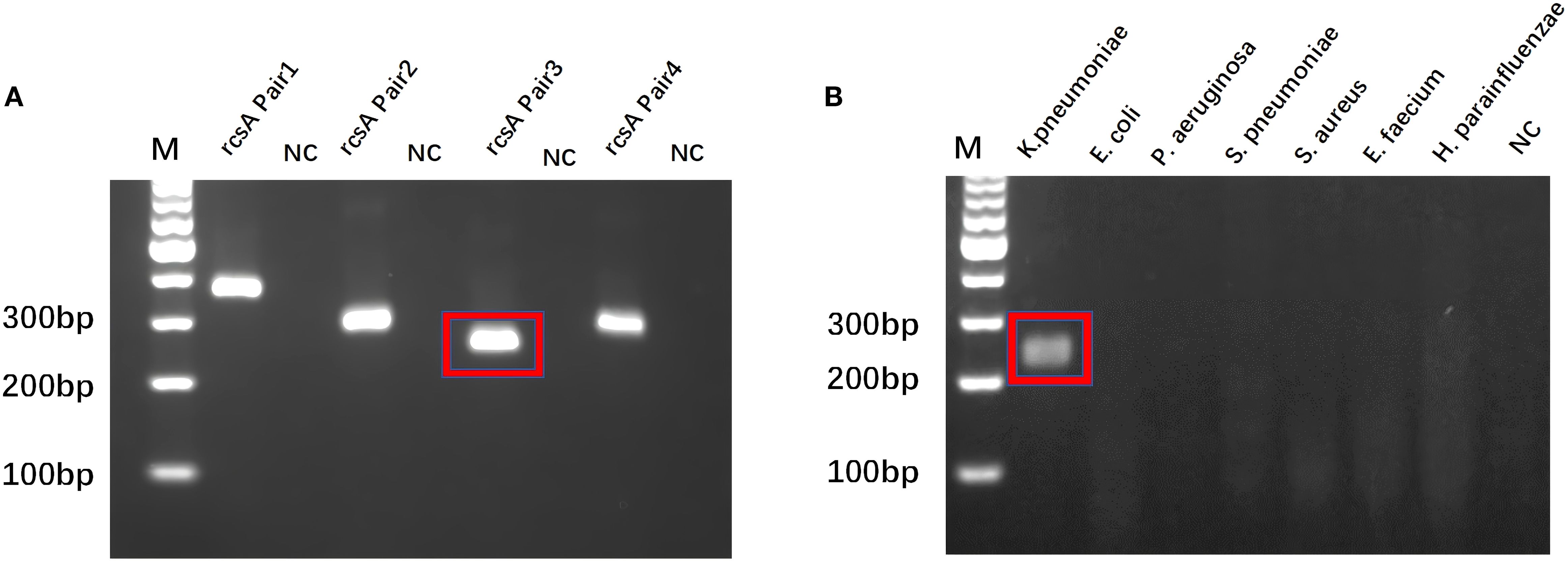 Gel electrophoresis image with two panels labeled A and B. In panel A, DNA bands are visible in lanes labeled rcSA Pairs 1, 2, 3, and 4, with a bright band highlighted in lane rcSA Pair 3. Marker (M) lane shows size markers of 100 bp, 200 bp, and 300 bp. Panel B features lanes labeled with bacterial names, showing a highlighted band in the K. pneumoniae lane. The marker lane shows similar size markers. Each panel includes a negative control (NC) without visible bands.