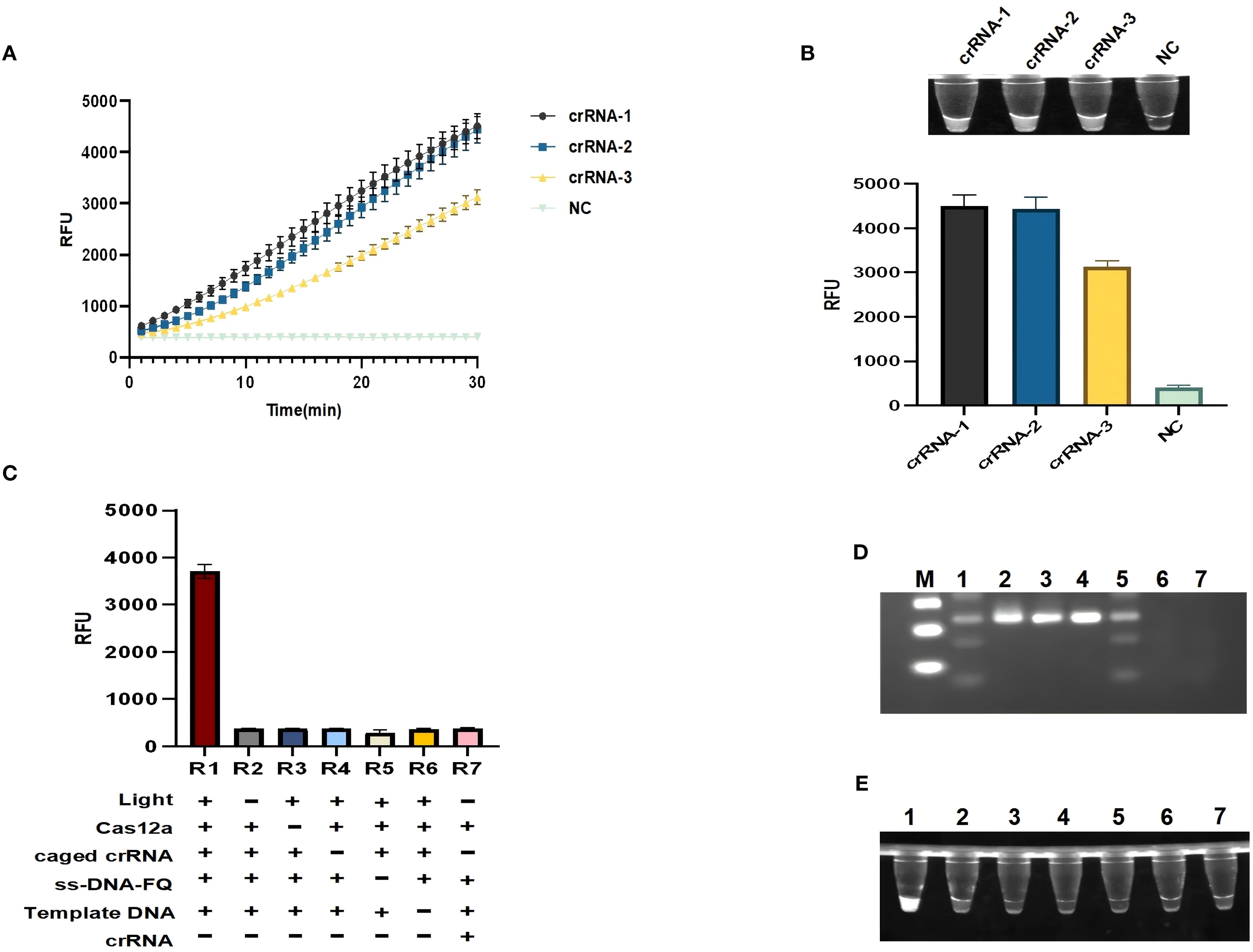 Panel A shows a line graph of RFU over 30 minutes for crRNA-1, crRNA-2, crRNA-3, and NC. Panel B displays cuvettes and a bar graph comparing RFU for crRNA-1, crRNA-2, crRNA-3, and NC. Panel C presents a bar graph for RFU across R1 to R7 with different reaction components. Panel D shows a gel electrophoresis image with lanes M, 1 to 7. Panel E features a cuvette photograph corresponding to lanes 1 to 7.