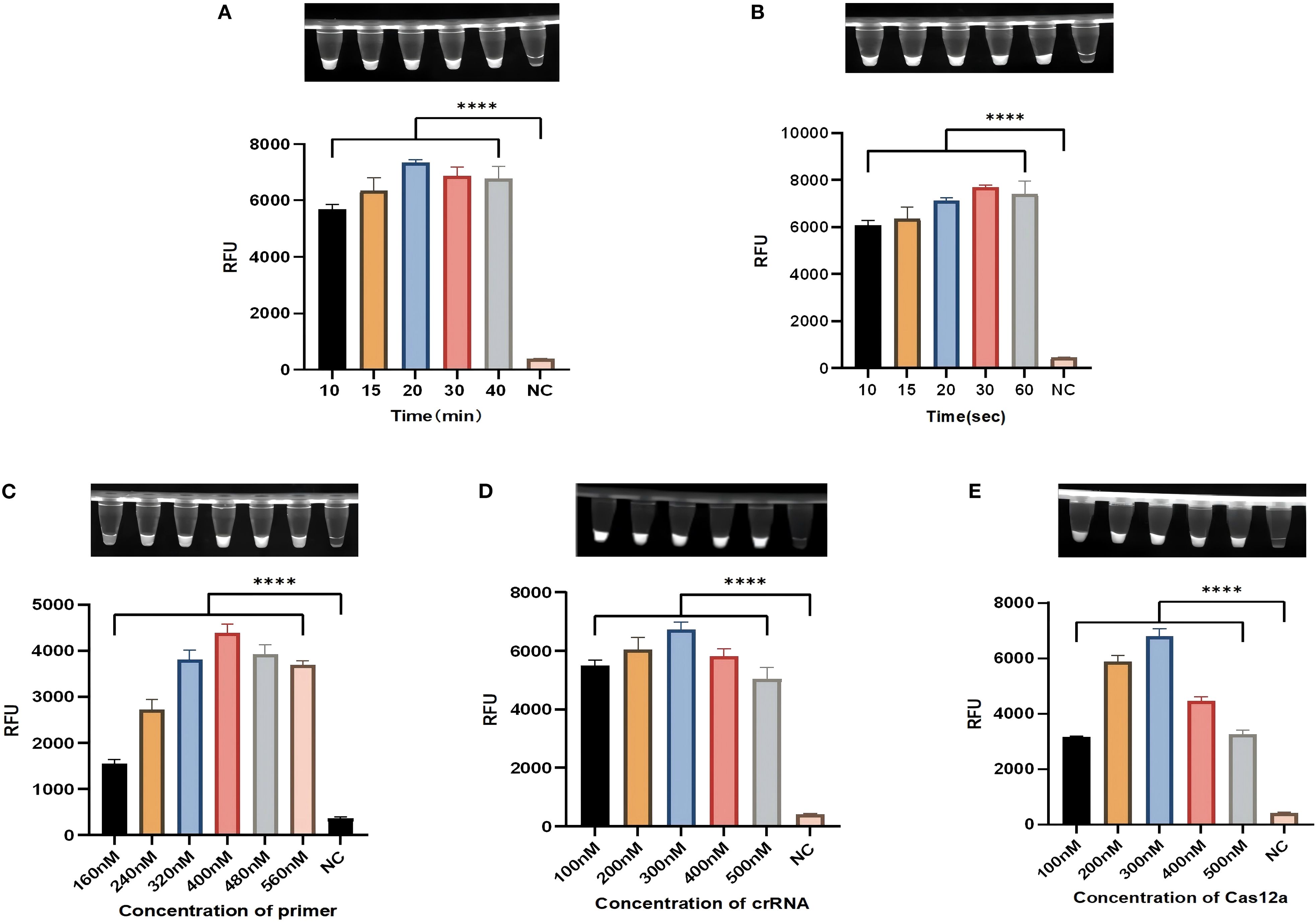 Graphs showing the effects of various conditions on fluorescence intensity in a laboratory experiment. A: Shows RFU against reaction time in minutes, with higher RFU from 20 to 40 minutes. B: Presents RFU against reaction time in seconds, with increased RFU from 30 to 60 seconds. C: Depicts RFU versus primer concentration, peaking at 320 and 400 nM. D: Illustrates RFU compared to crRNA concentration, highest at 300 and 400 nM. E: Displays RFU against Cas12a concentration, highest at 200 and 300 nM. Photos above each graph show corresponding experimental results. Statistically significant differences are marked by asterisks.