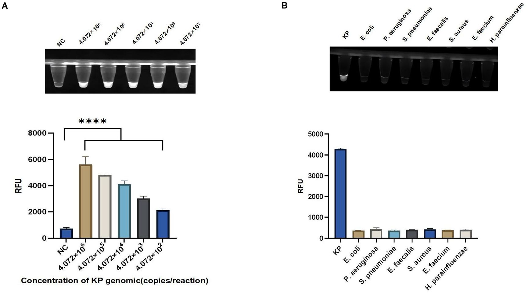Panel A shows six test tubes with varying concentrations of KP genomic copies, ranging from 4.072 × 10² to 4.072 × 10⁶. Below, a bar graph displays RFU values, indicating higher fluorescence with increased concentration. Panel B depicts eight test tubes labeled by bacterial species, with a bar graph below. The KP sample shows significantly higher RFU compared to others, indicating specificity.