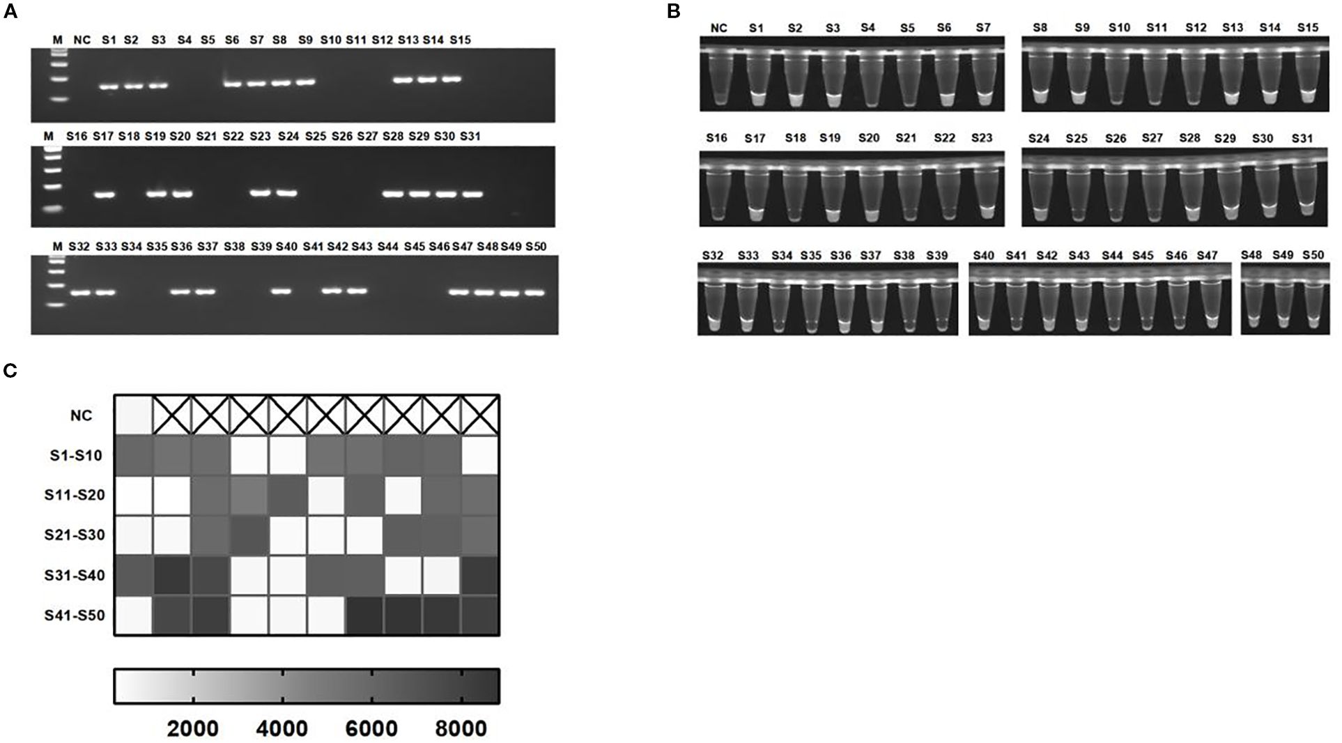 A: Gel electrophoresis results showing bands for samples S1 to S50, with a marker (M) and negative control (NC). B: Tubes containing samples S1 to S50, showing varying levels of clarity and sediment. C: Heatmap representing intensity for samples S1 to S50, with a gradient from 2000 to 8000, demonstrating variable expression levels.