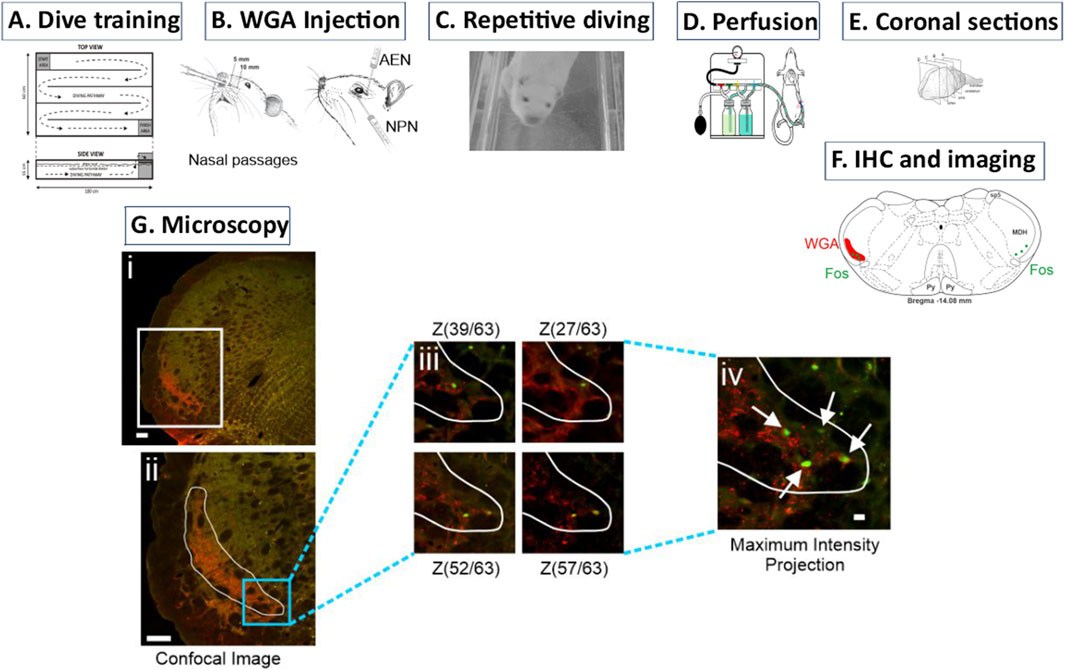 Diagram illustrating experimental steps for a study. A: Dive training layout. B: WGA injection into nasal passages. C: Image of an animal diving. D: Perfusion setup. E: Diagram of coronal brain sections. F: IHC and imaging of brain regions showing WGA and Fos expression. G: Microscopy images including a confocal image with area focus, detailed Z-series slices, and a maximum intensity projection highlighting specific features.