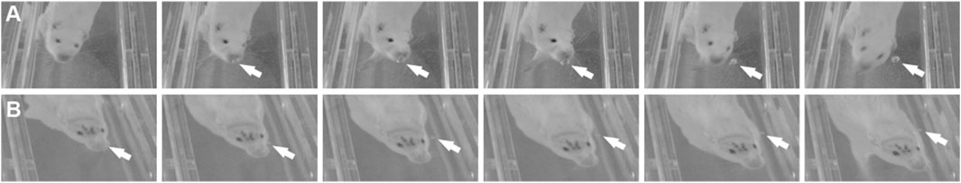Sequential images in two rows labeled A and B, depict a rat in motion within a clear enclosure. Arrows in the images point towards specific areas of interest near the rat's face. The top row (A) shows different stages of the rat's movement, while the bottom row (B) captures a similar sequence from a surgically altered rat.