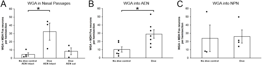 Bar graphs labeled A, B, and C compare WGA+MDH Fos neurons per hemisection in different conditions. Graph A shows increased neurons in