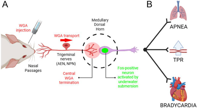 Diagram illustrating a process in two parts. Part A shows a WGA injection into a rat's nasal passages, leading to WGA transport via trigeminal nerves to the medullary dorsal horn, involving a Fos-positive neuron activated by underwater submersion. Part B depicts outcomes including apnea affecting the lungs, increased total peripheral resistance, and bradycardia affecting the heart.