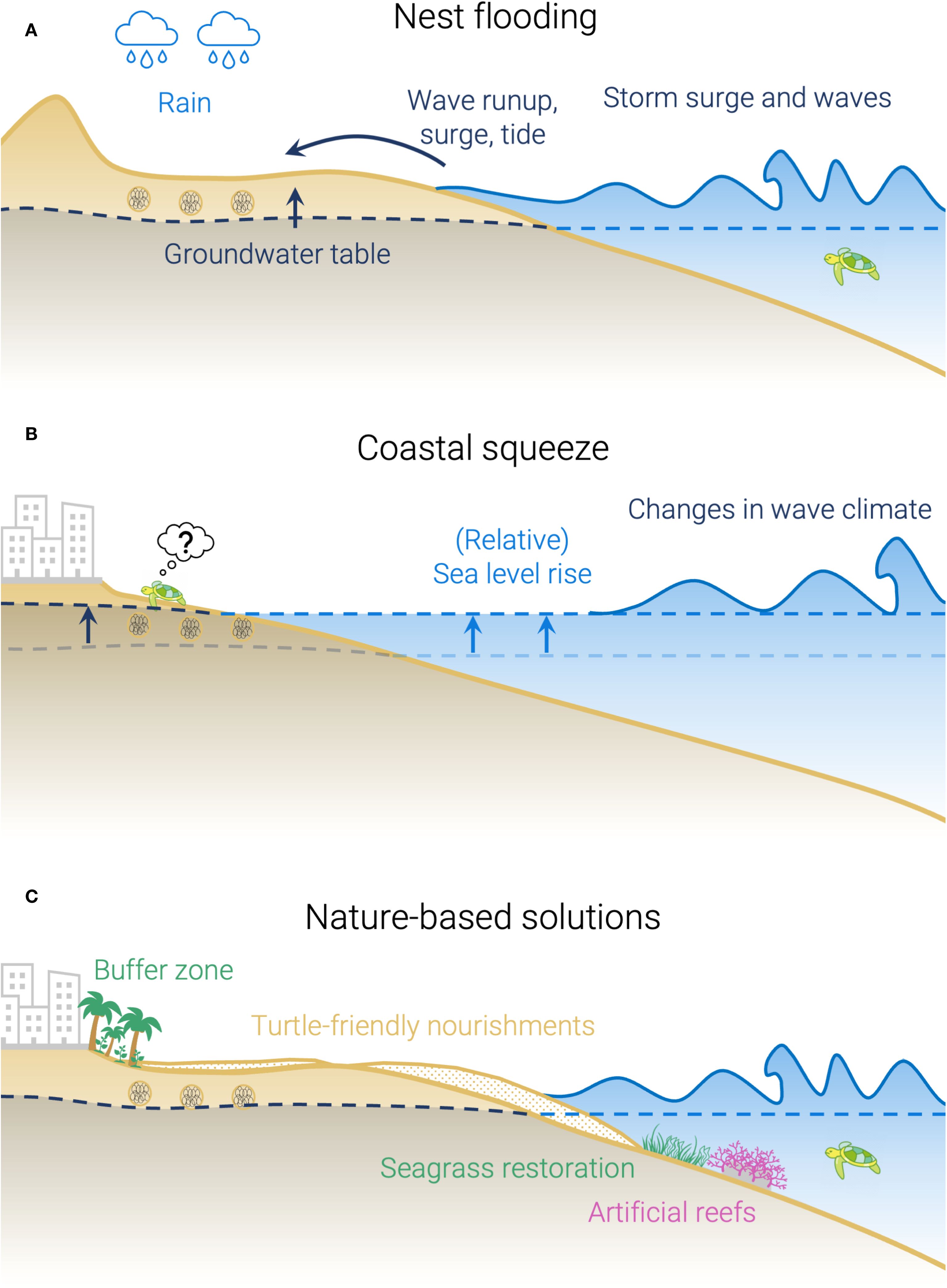 Diagram illustrating three concepts related to coastal threats to sea turtle nesting beaches. A: Nest flooding through rain and (ground) water level fluctuations (e.g., driven by wave runup or storm surge). B: Coastal squeeze driven by sea level rise or changes in wave climate in combination with a fixed backbeach barrier (e.g., sea wall). C: Nature-based solutions present strategies like buffer zones, turtle-friendly nourishments, seagrass restoration, and artificial reefs to mitigate coastal threats to nesting beaches.