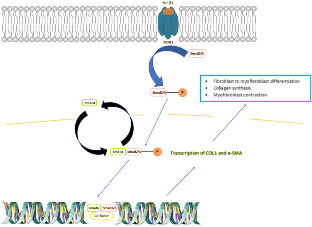Diagram illustrating the TGF-β1 signaling pathway. TGF-β1 binds to the TGFβR1 receptor on a cell membrane, activating Smad2/3 through phosphorylation. This complex with Smad4 leads to transcription of COL1 and α-SMA, influencing fibroblast differentiation, collagen synthesis, and myofibroblast contraction. DNA and co-factor interactions are depicted.