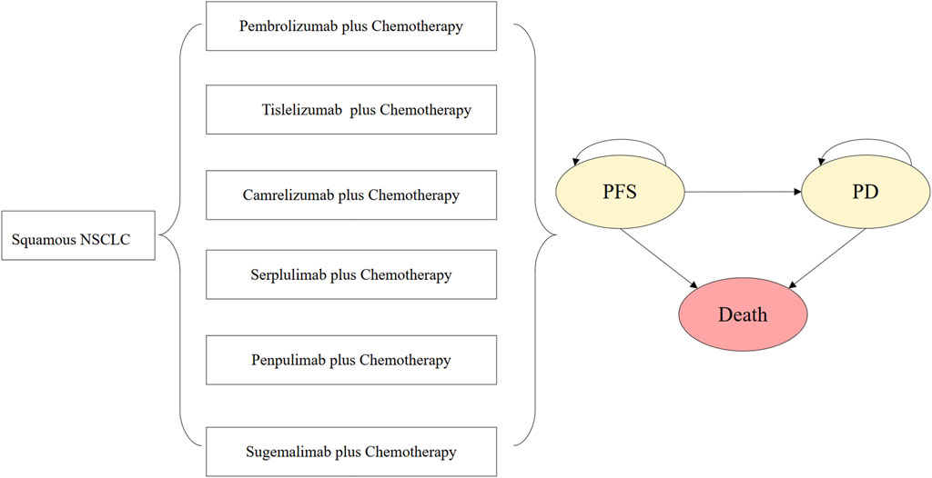 Decision tree and model structure overview: A flowchart is provided to illustrate treatment pathways for squamous NSCLC, which integrates various drug combinations (Pembrolizumab, Tislelizumab, Camrelizumab, Serplulimab, Penpulimab, Sugemalimab) plus chemotherapy. The partitioned survival model shown in the flowchart includes PFS (Progression-Free Survival), PD (Progressive Disease), and Death.