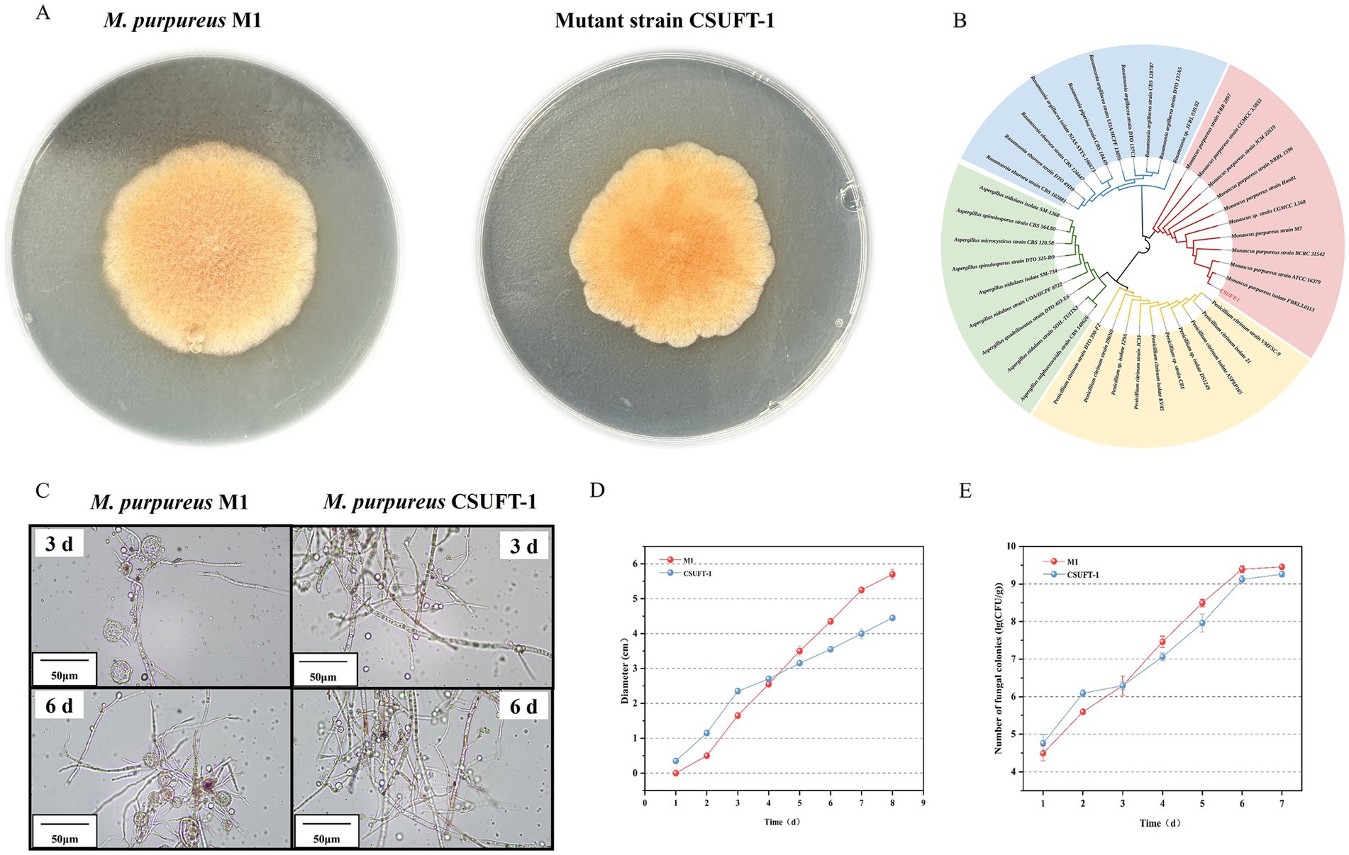 Petri dish images and growth charts for *Monascus purpureus* M1 and mutant strain CSUTF-1. Panel A shows colonies on agar. Panel B presents a phylogenetic tree. Panel C includes microscopic images at 3 and 6 days. Panel D shows a diameter growth chart over 9 days. Panel E shows a spore count chart over 7 days.