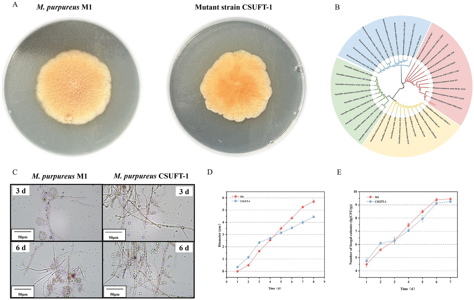 Petri dish images and growth charts for *Monascus purpureus* M1 and mutant strain CSUTF-1. Panel A shows colonies on agar. Panel B presents a phylogenetic tree. Panel C includes microscopic images at 3 and 6 days. Panel D shows a diameter growth chart over 9 days. Panel E shows a spore count chart over 7 days.