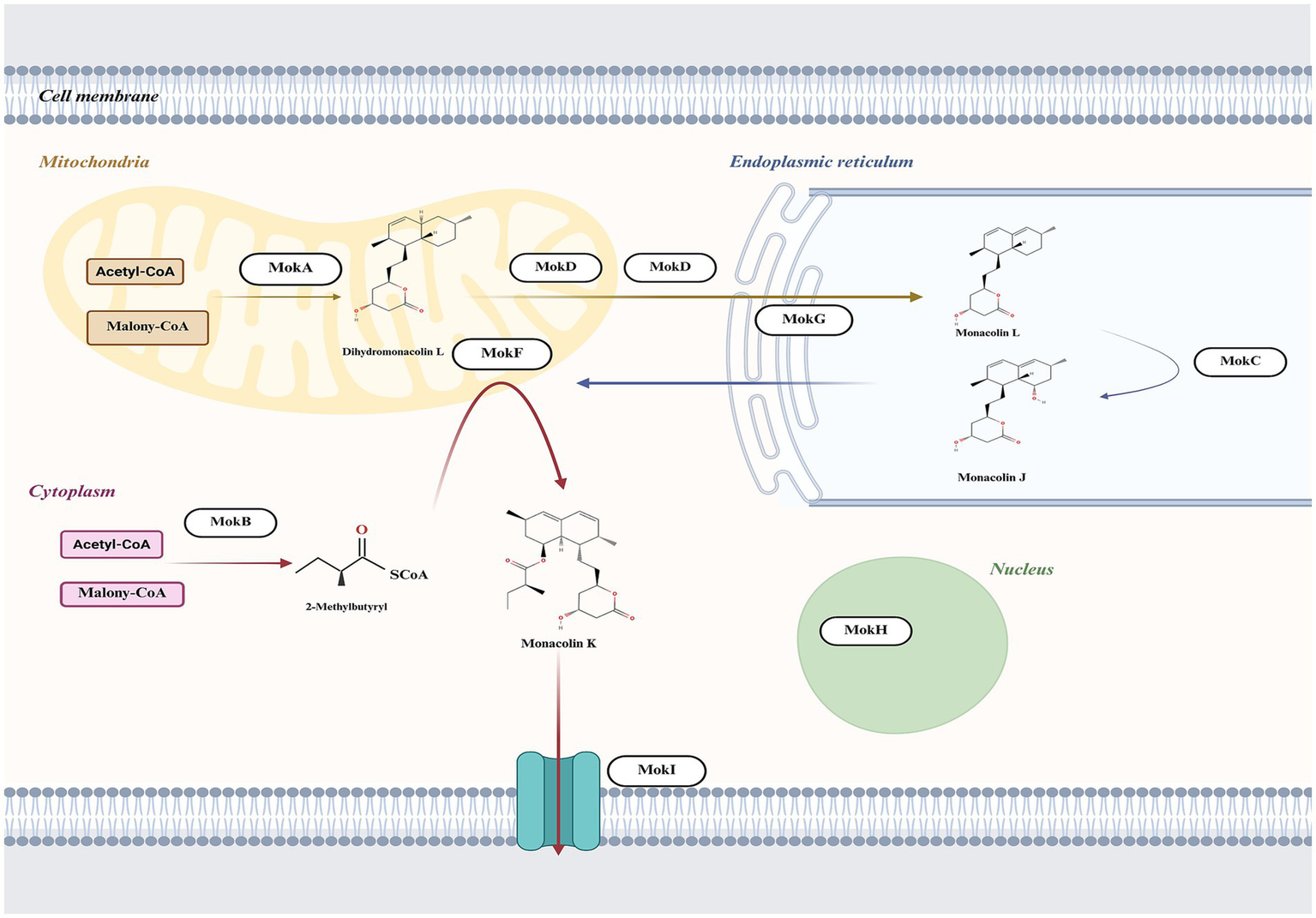 Diagram illustrating the biosynthesis pathway of Monacolin K. It shows the involvement of mitochondria, endoplasmic reticulum, and cytoplasm. Key intermediates include Acetyl-CoA, Malonyl-CoA, Dihydromonacolin L, Monacolin L, Monacolin J, and 2-Methylbutyryl. Enzymes like MokA, MokB, MokD, MokF, MokG, MokC, MokH, and MokI are shown facilitating reactions. The process depicts transport pathways between organelles, emphasizing enzyme roles in the synthesis sequence.