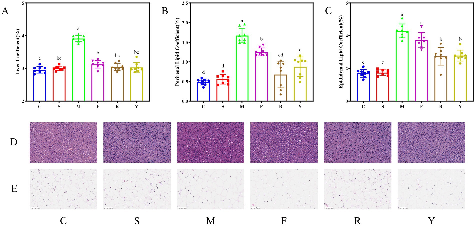 Bar charts and microscopy images present data on liver, perirenal lipid, and epididymal lipid coefficients. Panels A, B, and C show significant differences across groups C, S, M, F, R, and Y, with group M displaying the highest coefficients. Microscopy images in panels D and E illustrate tissue samples for each group, depicting variations in cellular structure.