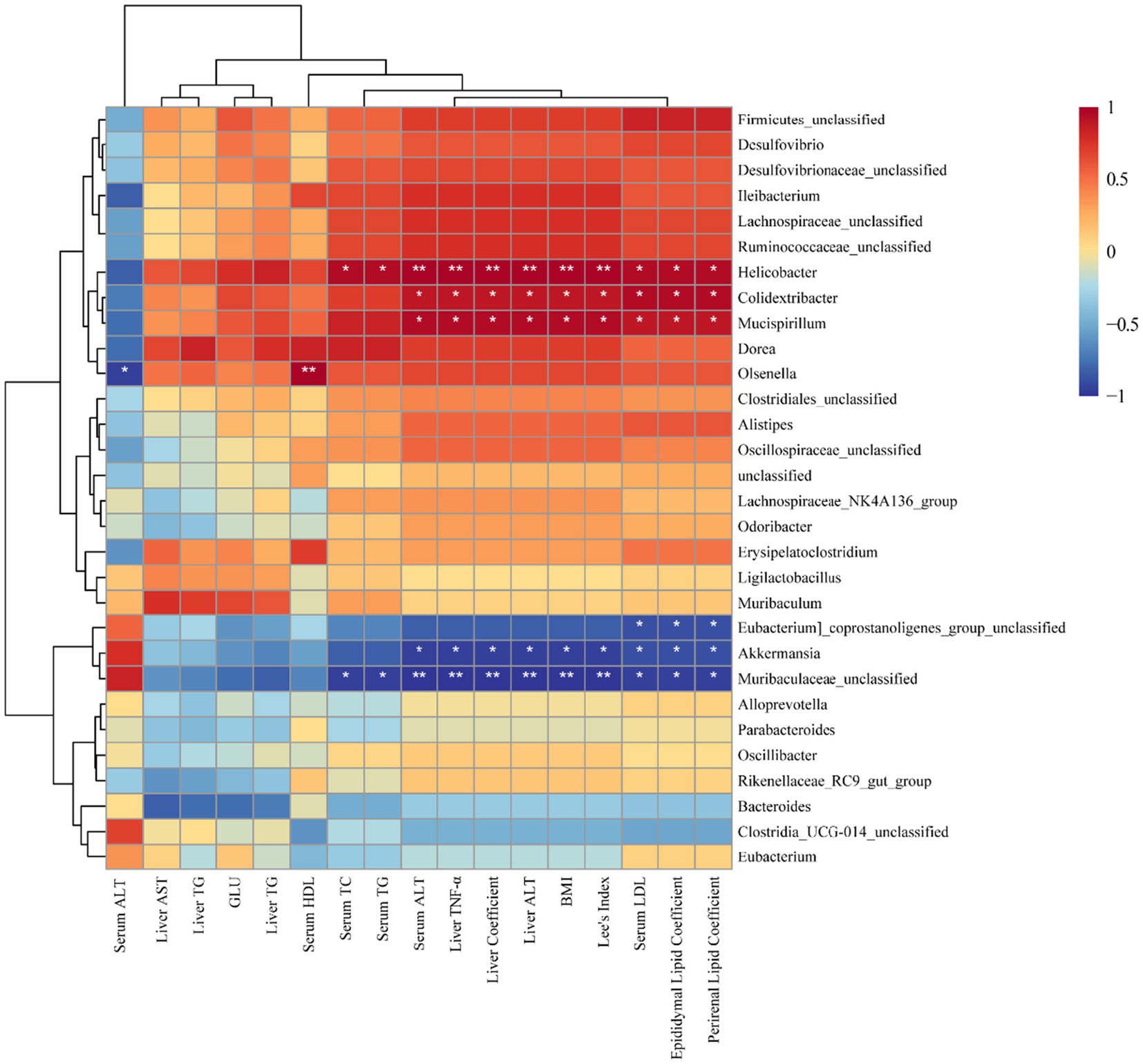 Heatmap illustrating correlations between various bacteria and health markers. Columns represent health indicators such as serum ALT and liver AST, while rows list different bacteria, including Firmicutes and Desulfovibrio. Colors range from blue to red, indicating correlation strength from negative to positive. Statistical significance is marked with asterisks.