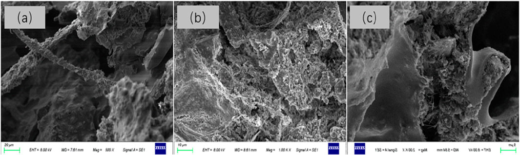 Three scanning electron microscope images labeled (a), (b), and (c). Image (a) shows intertwined fibrous structures. Image (b) presents a dense, rough-textured surface. Image (c) depicts a wavy, layered structure with some porous sections. All images include scale bars and magnification settings.