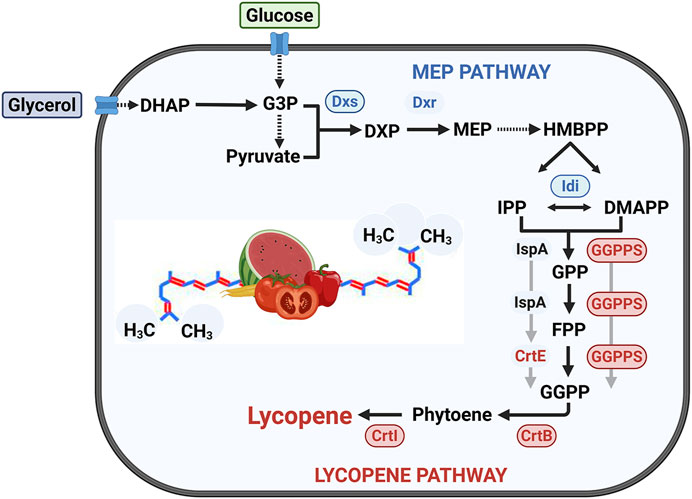 Diagram showing the metabolic pathways for the conversion of glucose and glycerol into lycopene. The MEP pathway includes steps transforming G3P to DXP and onwards to HMBPP and DMAPP. DMAPP leads to GPP, FPP, and GGPP via enzymes. The lycopene pathway shows transformation from GGPP to lycopene through enzymes CrtE, CrtB, and CrtI, indicating the accumulation of lycopene in fruits like watermelon, tomatoes, and red peppers depicted with structural formulas.