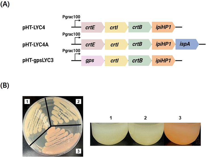 (A) Diagram showing the gene constructs in plasmids pHT-LYC4, pHT-LYC4A, and pHT-gpsLYC3 with genes crtE, crtI, crtB, ipiHP1, ispA, and gps under the Pgrac100 promoter. (B) Images of bacterial cultures on petri dishes and liquid medium. The petri dish is divided into three sections, numbered one to three, showing varying colony colors. Below, three test tubes display different liquid culture colors from one to three.