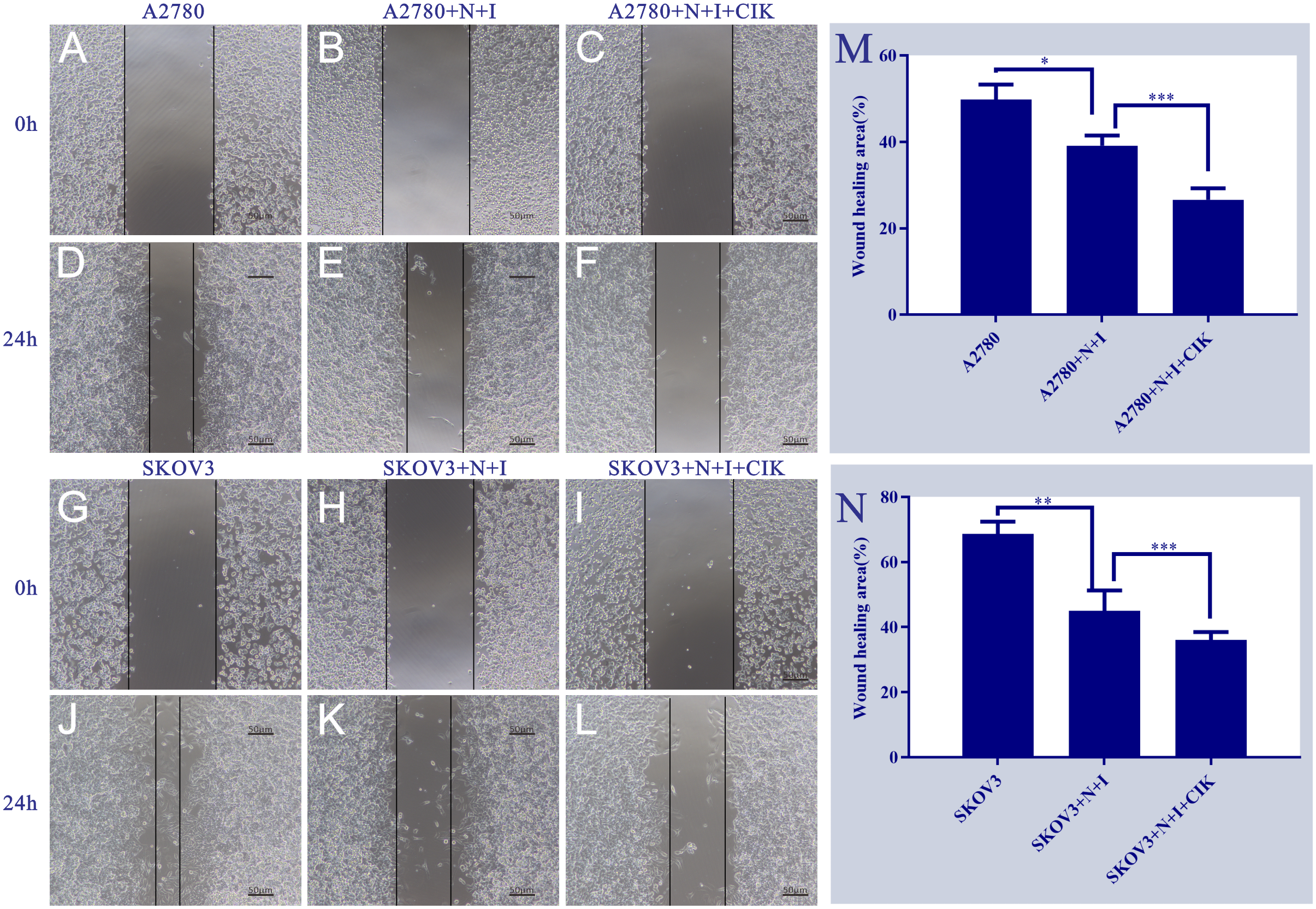 Microscopic images and bar graphs illustrate wound healing in different cell models, A2780 and SKOV3, with treatments. Images (a-f) show A2780 cells at zero and twenty-four hours, while (g-k) show SKOV3 cells. The graphs, A and B, display the percentage of wound healing area for each treatment group, indicating comparative healing efficiency over time. Scale bars in images represent fifty micrometers. Statistical significance is noted in the graphs with asterisks.