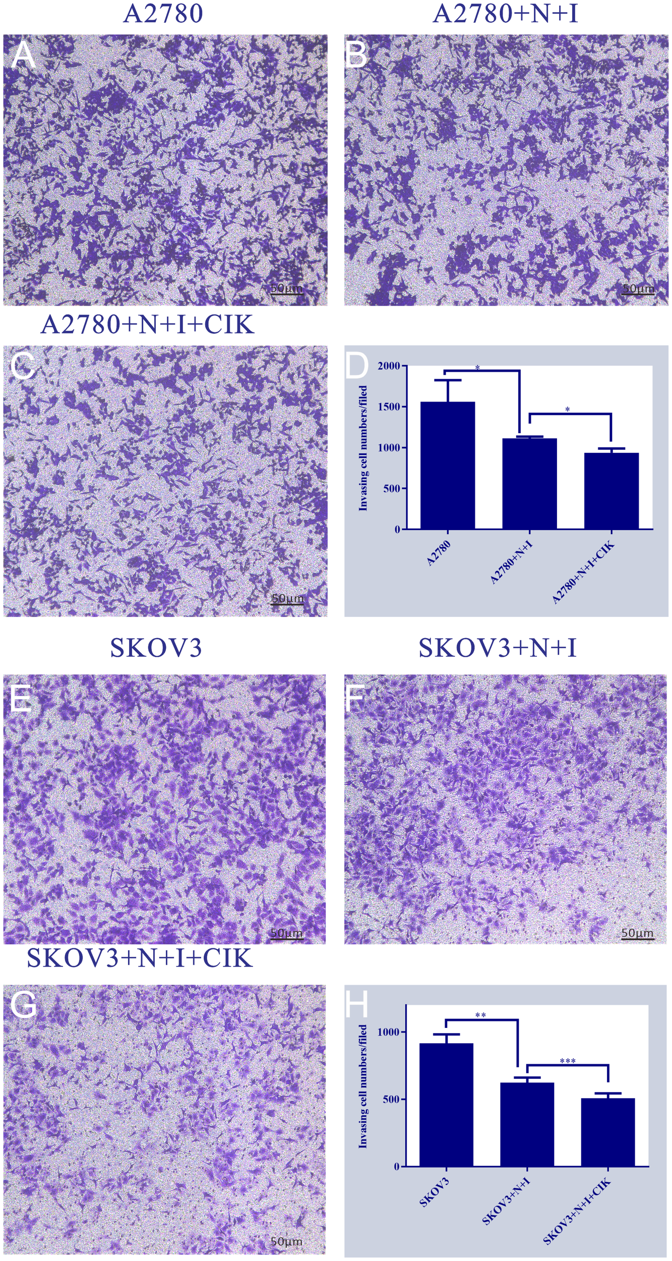 Microscopic images of cell cultures labeled A2780 and SKOV3 show variations in cell density under different treatment conditions: A2780, A2780+N+I, A2780+N+I+CIK, SKOV3, SKOV3+N+I, and SKOV3+N+I+CIK. Graphs labeled “A” and “B” illustrate the number of invading cells per field for each condition, showing statistical differences marked with asterisks. Each image has a scale bar of 50 micrometers.
