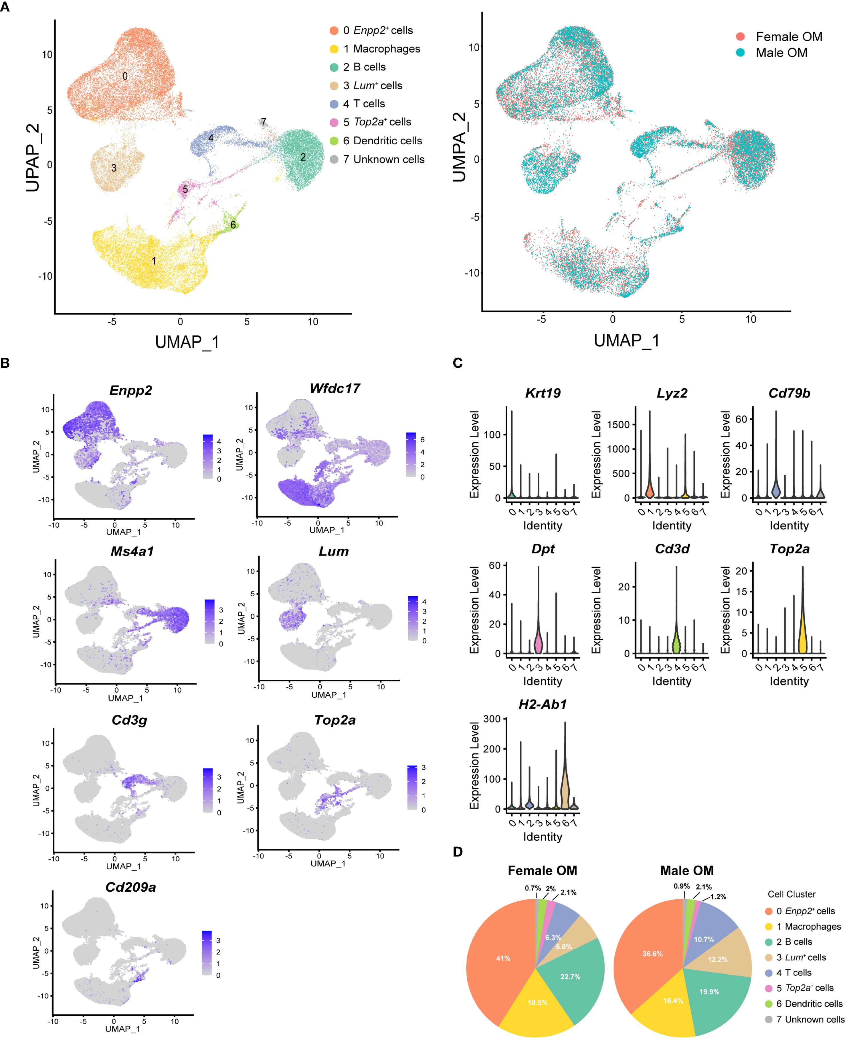 Scientific visualization with multiple panels. Panel A shows UMAP plots of cell clusters with labels and colors differentiating cell types like Enpp2+ cells and dendritic cells, along with a plot showing female and male OM distribution. Panel B contains UMAP plots displaying expression levels of genes like Enpp2, Wfdc17, and Cd209a in various shades. Panel C presents bar and violin plots depicting expression levels of genes such as Krt19, Lyz2, and H2-Ab1 relative to cell identity. Panel D features pie charts comparing proportions of different cell types in female and male OM.
