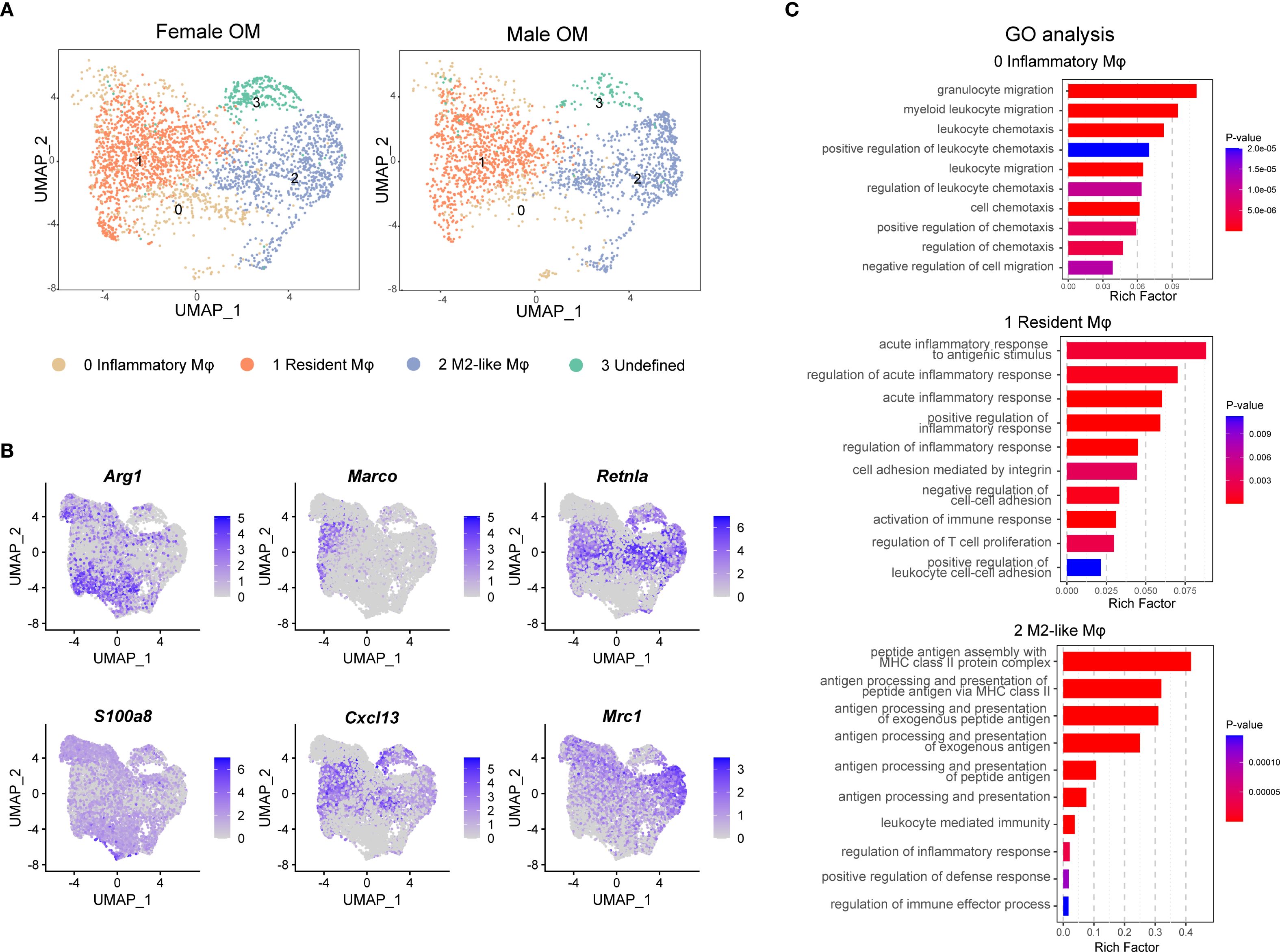 UMAP plots of macrophage populations show female and male comparisons with inflammatory, resident, M2-like, and undefined macrophages. Gene expression feature plots for Arg1, Marco, Retnla, S100a8, Cxcl13, and Mrc1 are presented. Gene Ontology (GO) analysis bar charts for inflammatory, resident, and M2-like macrophages highlight key immune processes, with p-values indicated by color.