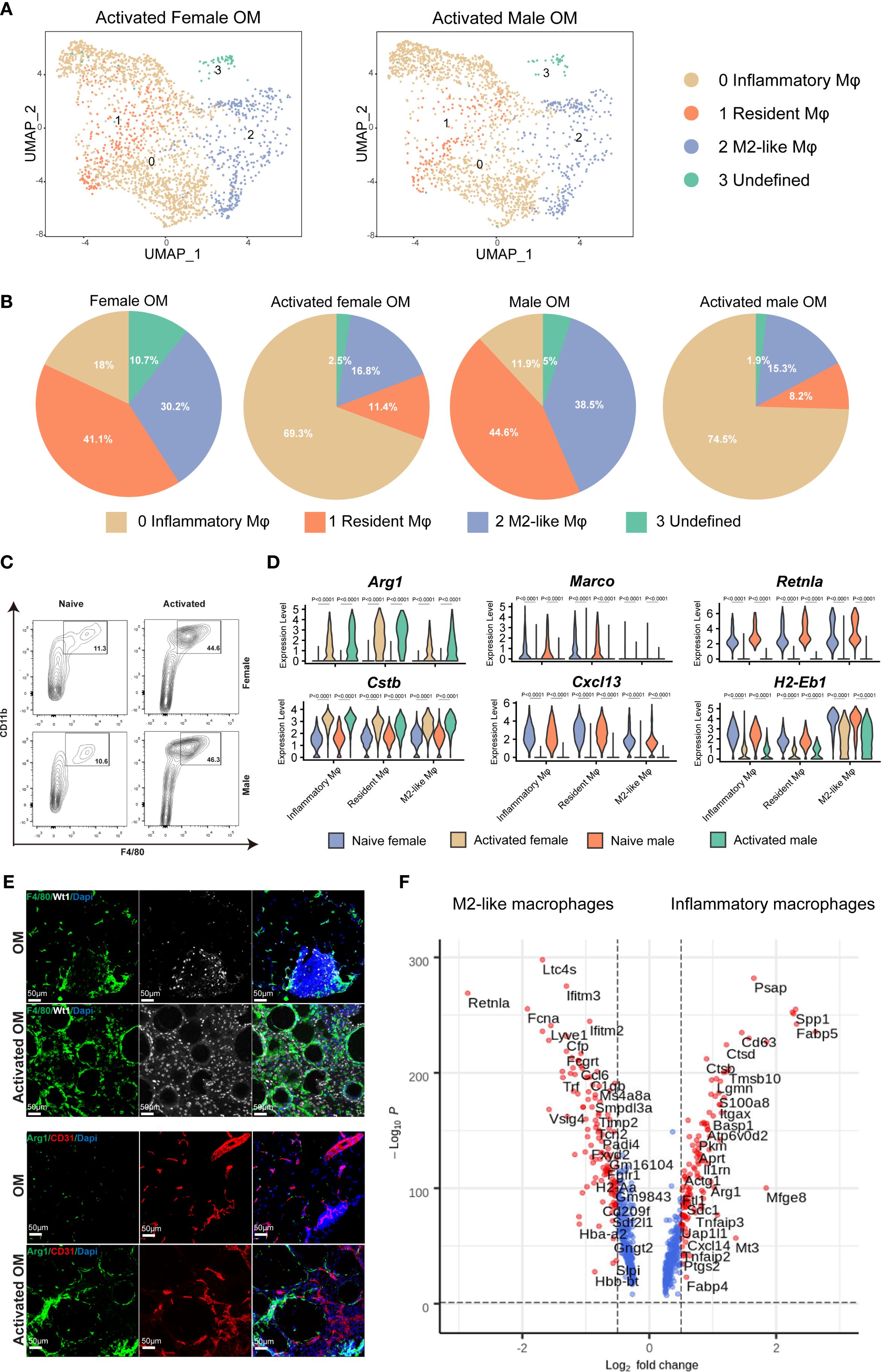 Multifaceted figure displaying macrophage data. Panel A shows UMAP projections for activated female and male omics, indicating clusters of inflammatory, resident, M2-like, and undefined macrophages. Panel B includes pie charts illustrating the distribution of macrophage types in various conditions. Panel C presents flow cytometry plots for naive and activated samples. Panel D features gene expression profiles for several genes across macrophage types. Panel E contains microscopic images of tissue stained for specific markers. Panel F is a scatter plot comparing gene expression changes between M2-like and inflammatory macrophages.