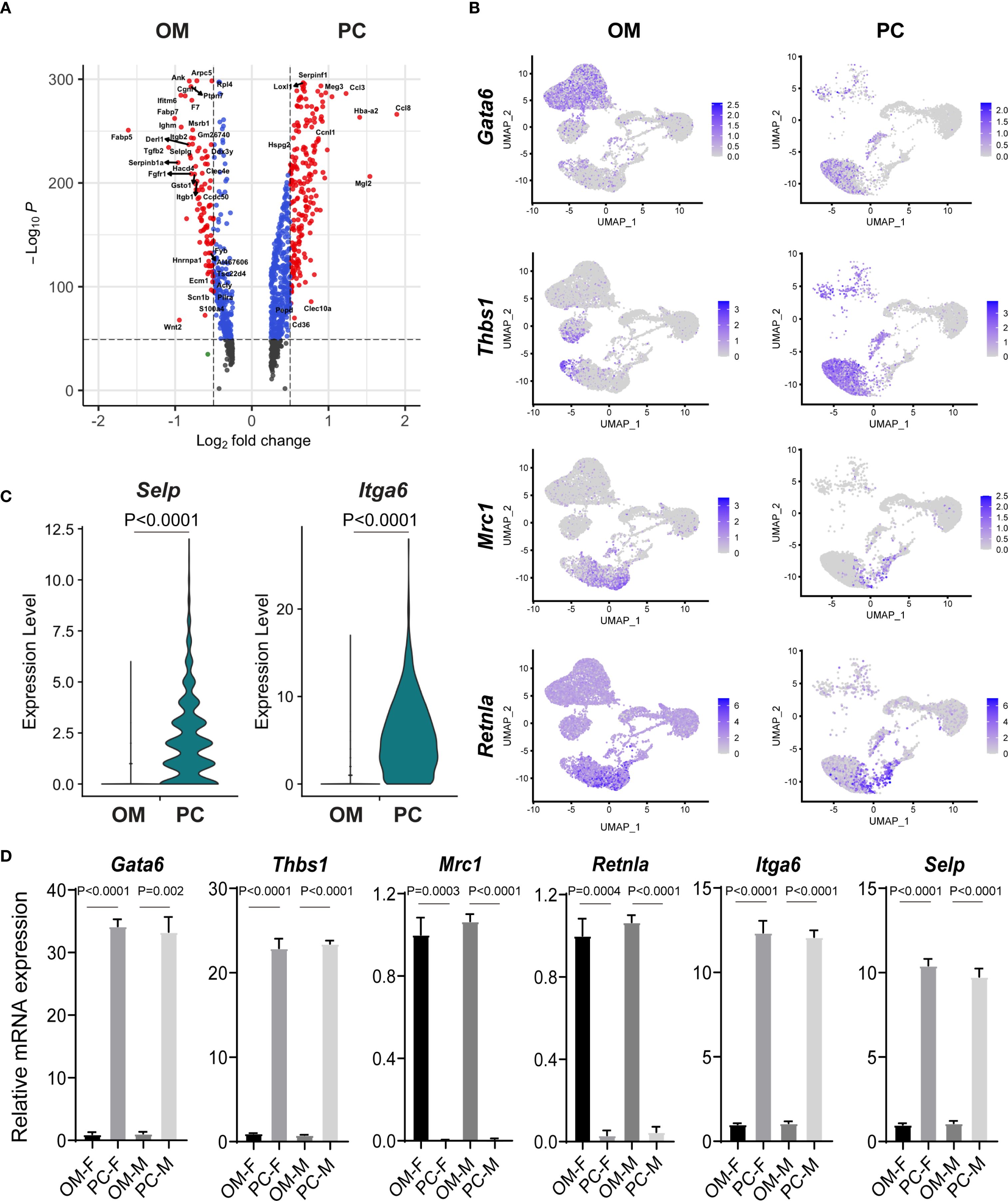 Panel A shows a volcano plot of gene expression in OM and PC, indicating significant changes with red and blue dots. Panel B presents UMAP plots highlighting expression levels of Gata6, Thbs1, Mrc1, and Retnla in OM and PC, with varying intensity. Panel C displays violin plots of Selp and Itga6 expression levels with statistical significance. Panel D features bar graphs of relative mRNA expression for Gata6, Thbs1, Mrc1, Retnla, Itga6, and Selp, with indicated significance levels.