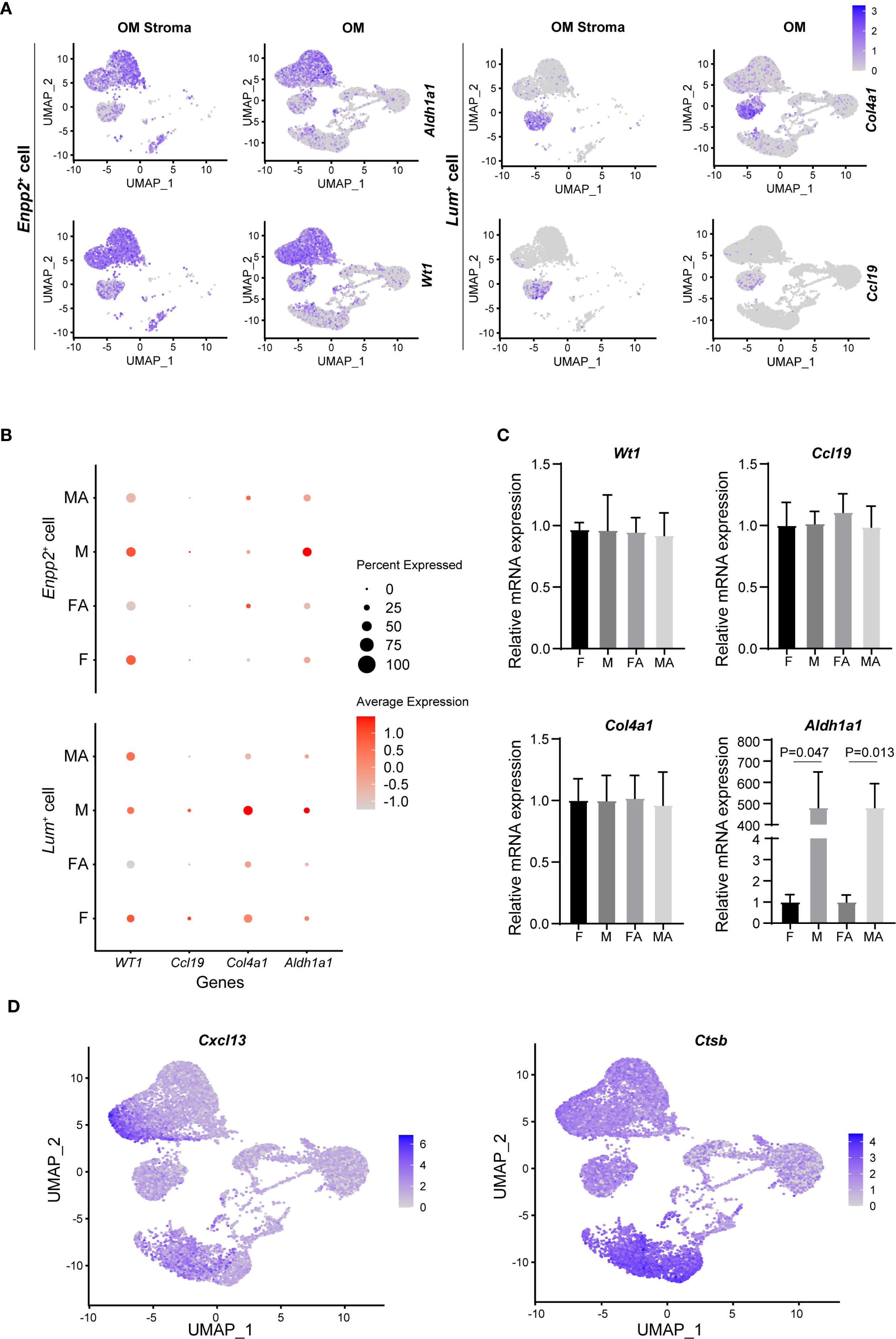 Panel A shows UMAP plots comparing OM stroma and OM, with Enpp2⁺ cells expressing Wt1 and Aldh1a1, and Lum⁺ cells expressing Col4a1 and Ccl19. Panel B presents dot plots of Enpp2⁺ and Lum⁺ cells across F, FA, M, and MA groups, with dot size and color showing expression level. Panel C shows bar graphs of relative mRNA expression for Wt1, Ccl19, Col4a1, and Aldh1a1, with significance indicated. Panel D displays UMAP plots of Cxcl13 in stromal cells and Ctsb in macrophages.