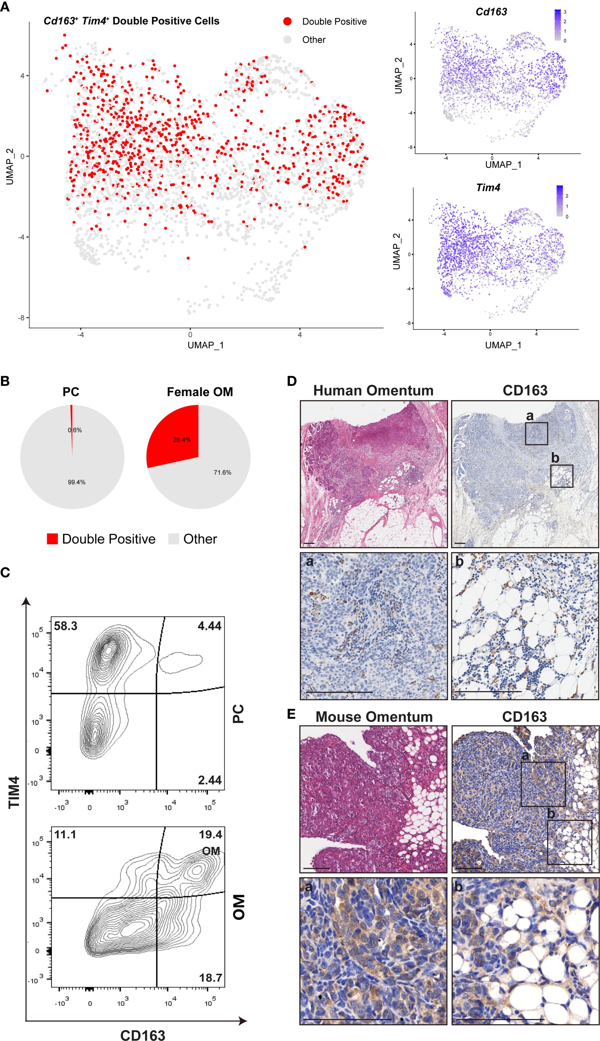 UMAP plot of Cd163+ Tim4+ double positive cells showing red and gray dots for double positive and other cells. Two pie charts display double positive cells as 0.6% in PC and 28.4% in Female OM. Contour plots illustrate distribution of TIM4 and CD163 in PC and OM. Histological images depict human and mouse omentum tissues stained for CD163, highlighting cellular structures and details.