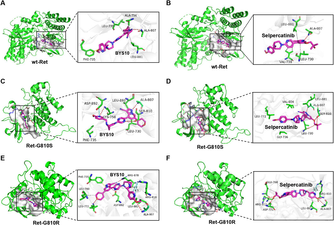Diagram showing molecular interactions of BYS10 and Selpercatinib with different forms of Ret protein. Sections A, C, and E depict BYS10 interacting with wt-Ret, Ret-G810S, and Ret-G810R forms, respectively. Sections B, D, and F depict Selpercatinib interactions with the same Ret forms. In each section, green illustrates protein structures, with insets highlighting detailed ligand interactions involving specific amino acids.