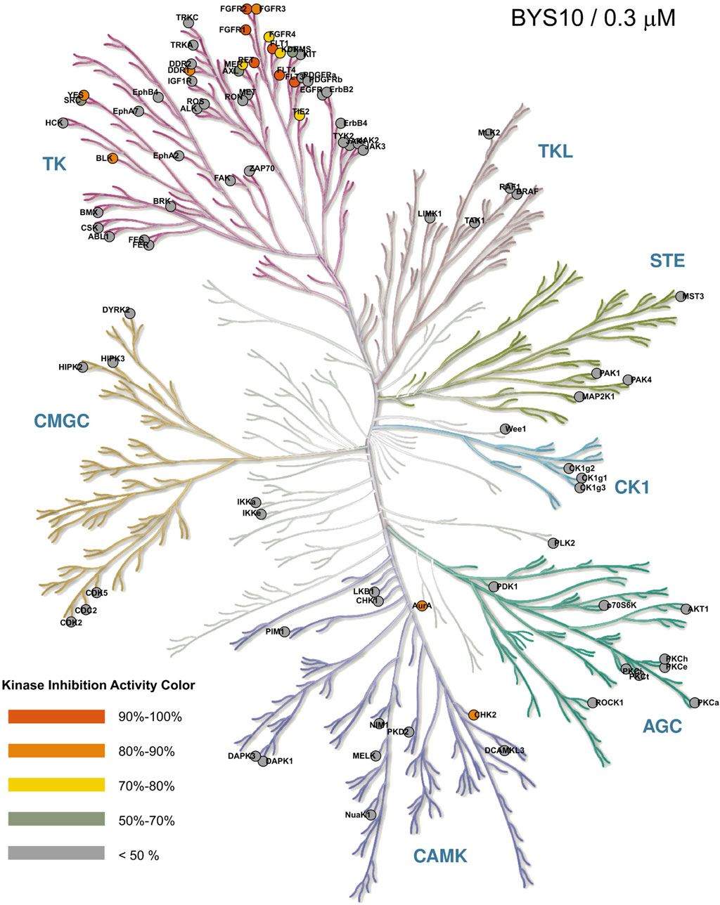 Phylogenetic tree illustrating kinase inhibition activity across various kinase groups. Lines are color-coded based on inhibition levels: red for 90%-100%, orange for 80%-90%, yellow for 70%-80%, green for 50%-70%, and gray for less than 50%. Groups include TK, CMGC, CAMK, AGC, TKL, STE, and CK1. Each node represents a kinase with colors indicating inhibition activity by BYS10 at 0.3 µM concentration.
