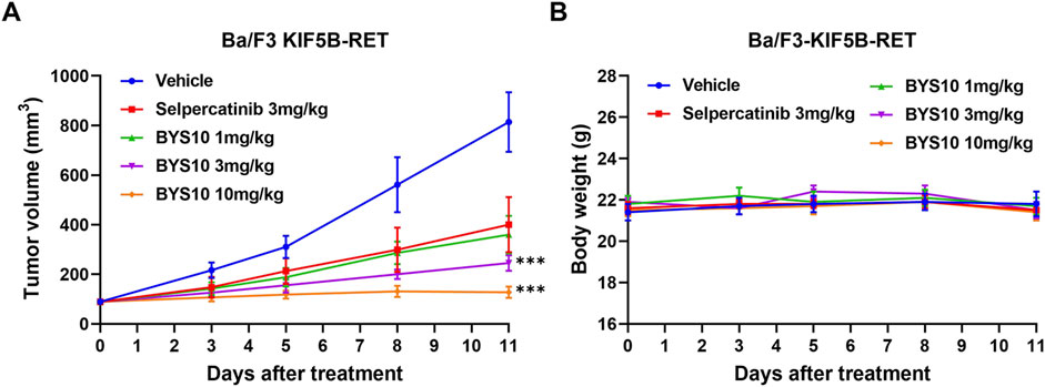 Graph A shows tumor volume over 11 days, with the vehicle group having the highest volume, while BYS10 10 mg/kg shows the lowest. Graph B shows body weight stability across all groups. Treatments include Vehicle, Selpercatinib at 3 mg/kg, and BYS10 at 1, 3, and 10 mg/kg.