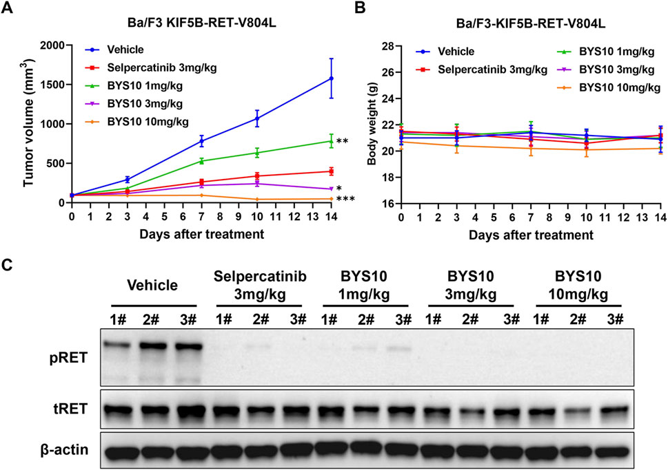 Graphs and western blot analysis of the effects of treatments on Ba/F3 KIF5B-RET-V804L cells. Graph A shows tumor volume over 14 days for different treatments: vehicle, Selpercatinib, BYS10 at 1, 3, and 10 mg/kg. Graph B shows body weight over 14 days for the same groups. Image C shows western blot results for pRET, tRET, and β-actin across groups.