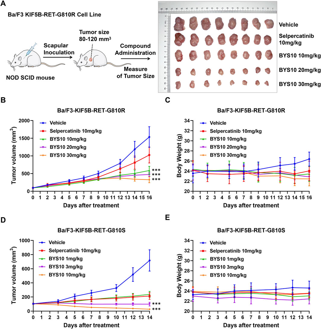 Diagram demonstrating tumor size measurement in mice injected with Ba/F3 KIF5B-RET-G810R cells. The compound is administered after tumor establishment. Accompanying graphs show tumor volume and body weight changes over time for different treatment groups: Vehicle, Selpercatinib, and varying dosages of BYS10. Graphs B and D illustrate tumor volume, while C and E depict body weight, demonstrating dose-dependent effects of BYS10 compared to controls. Tumor images are also shown to compare effects between treatments.