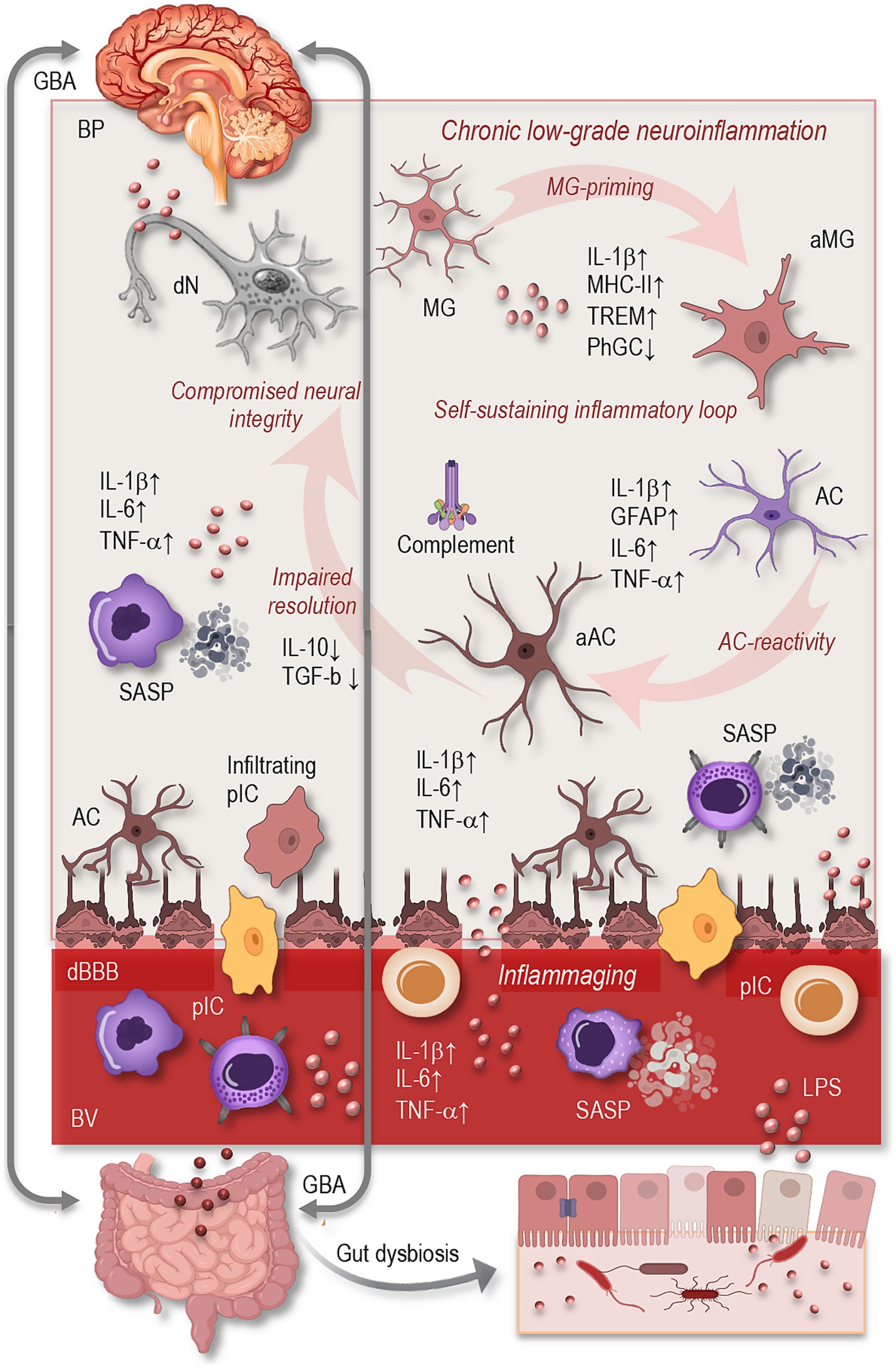 Diagram illustrating key cellular and molecular contributors to age-related neuroinflammation, including astrocytes, microglia, and pro-inflammatory cytokines (IL-1β, IL-6, TNF-α). It depicts impaired resolution mechanisms and the emergence of a self-sustaining inflammatory loop that compromises neural integrity. Senescence-associated secretory phenotype (SASP), pathogen- and damage-associated molecular patterns, and systemic inflammatory signals are shown as amplifiers of inflammaging. The blood–brain barrier is represented as disrupted, facilitating bidirectional immune communication between the periphery and CNS. Finally, the gut–brain axis is included to illustrate how age-associated gut dysbiosis can contribute to chronic neuroinflammation.