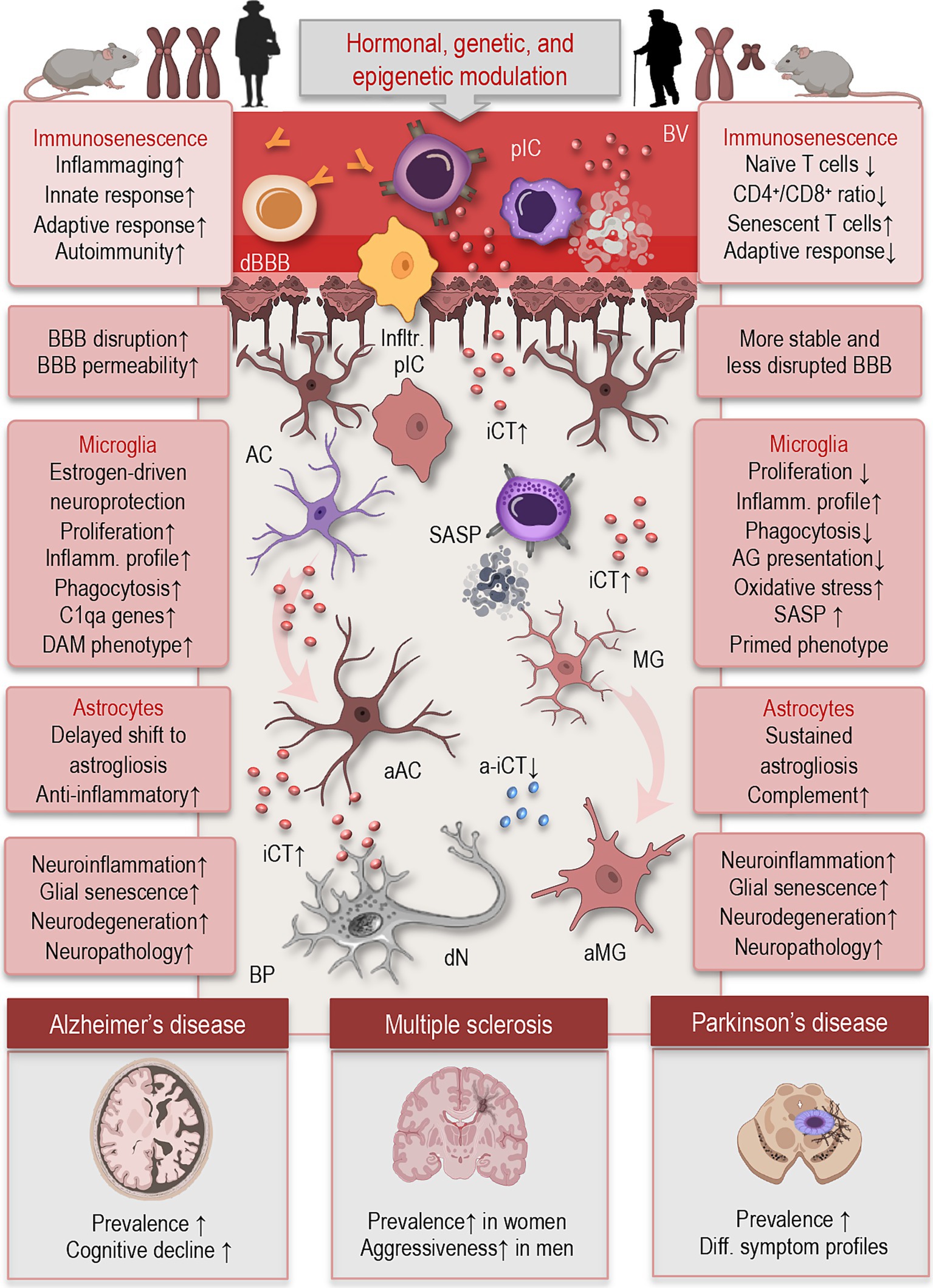 Illustration depicting the impact of hormonal, genetic, and epigenetic modulation on brain function, emphasizing differences between aged females and males. Key features include sex-specific patterns of immunosenescence, blood–brain barrier (BBB) permeability, and glial (microglial and astrocytic) activity that shape neuroinflammatory responses. These divergent trajectories influence vulnerability, progression, and symptom profiles in neurodegenerative diseases such as multiple sclerosis, Alzheimer’s disease, and Parkinson’s disease.