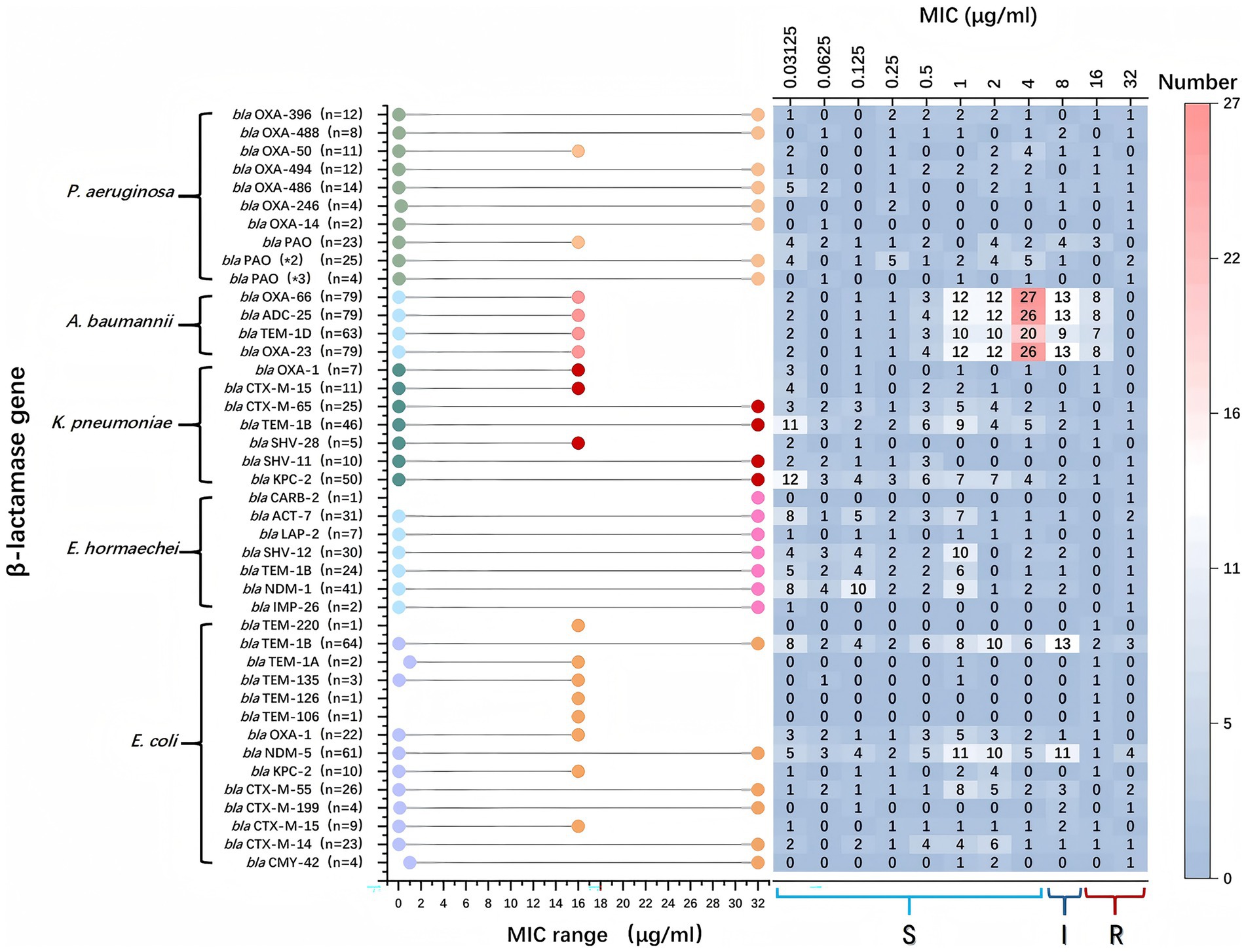 Heatmap showing the minimum inhibitory concentration (MIC) of various beta-lactamase genes against different bacterial species: P. aeruginosa, A. baumannii, K. pneumoniae, E. hormaechei, and E. coli. The MIC (in micrograms per milliliter) ranges from 0.03125 to 32 along the top axis, with color intensity representing the number of occurrences. A color gradient from blue to red indicates increasing MIC values, categorized as susceptible (S), intermediate (I), and resistant (R).