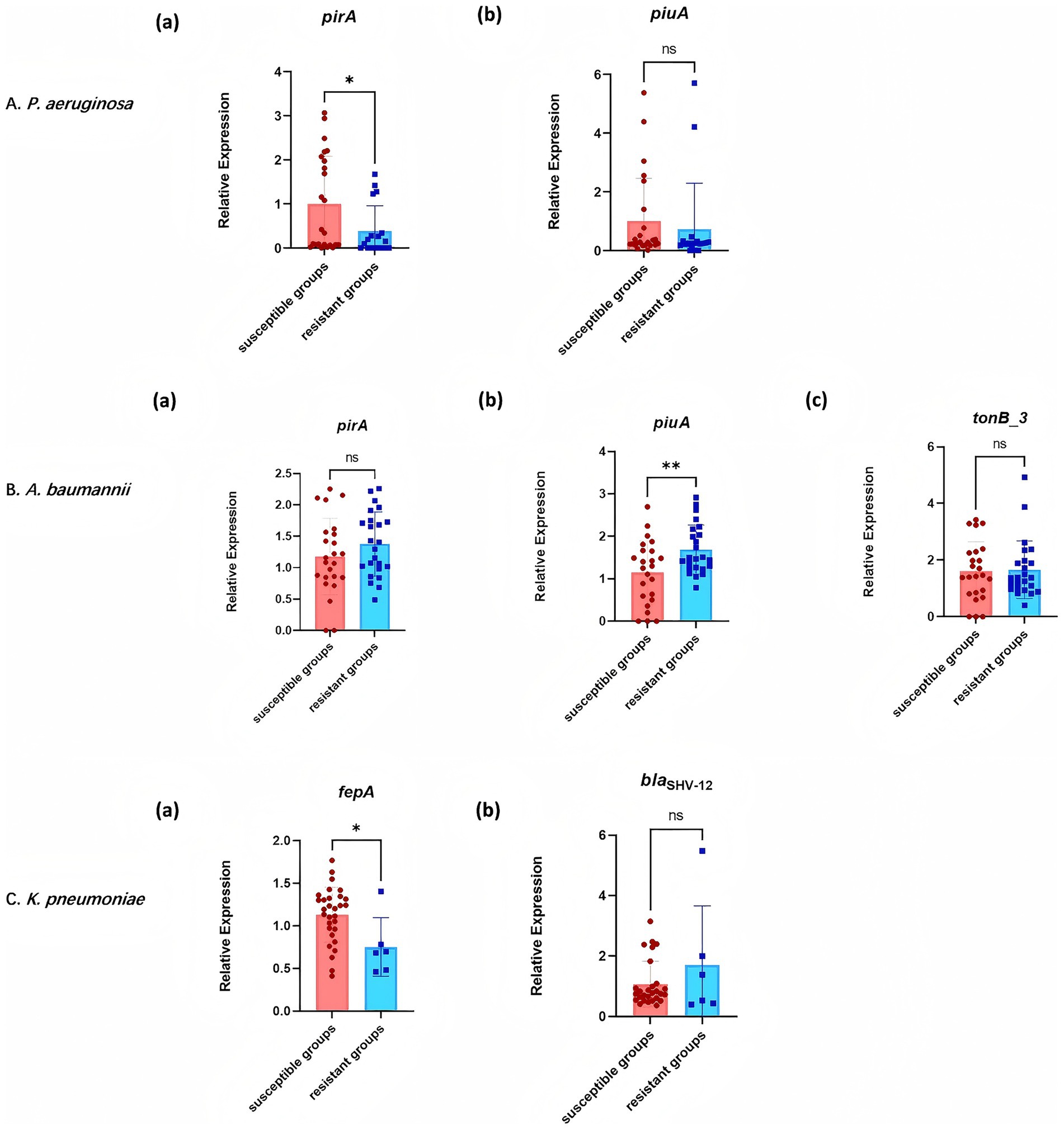 Bar graphs depicting relative gene expression in susceptible and resistant groups of three bacteria: P. aeruginosa (pirA and piuA), A. baumannii (pirA, piuA, and tonB_3), and K. pneumoniae (fepA and blaSHV-12). Significant differences are indicated with asterisks. Each graph shows individual data points and error bars.