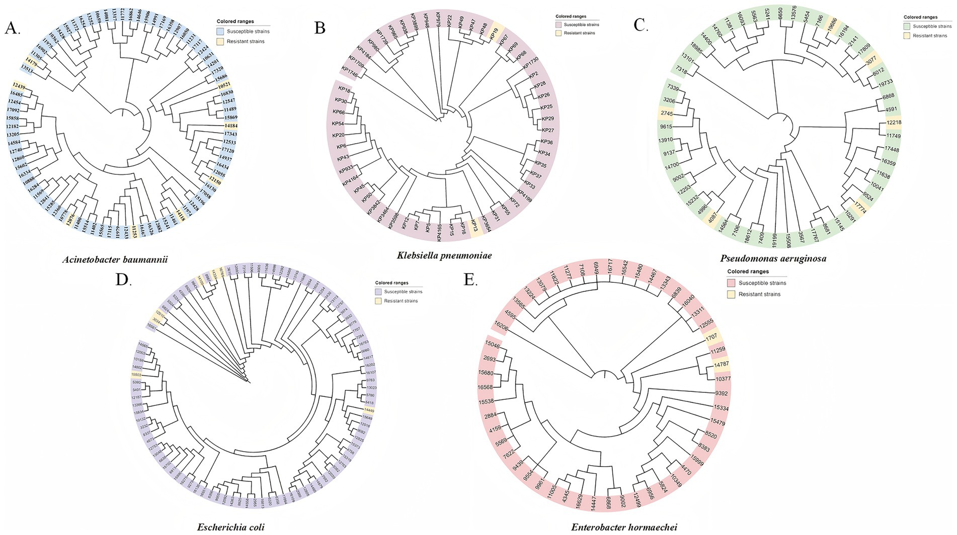 Circular phylogenetic trees depicting antibiotic susceptibility and resistance in bacteria. Each panel (A-E) shows different bacteria: Acinetobacter baumannii, Klebsiella pneumoniae, Pseudomonas aeruginosa, Escherichia coli, and Enterobacter hormaechei. Strains are colored: blue for resistant and yellow for susceptible.
