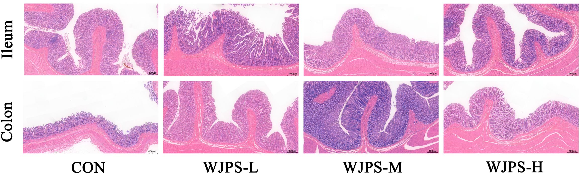 Histological slides showing cross-sections of the ileum and colon under different conditions labeled as CON, WJPS-L, WJPS-M, and WJPS-H. The tissues are stained, highlighting cellular structures for comparison. Each column corresponds to a different treatment condition, with apparent differences in tissue morphology across conditions. Scale bars indicate 400 micrometers.