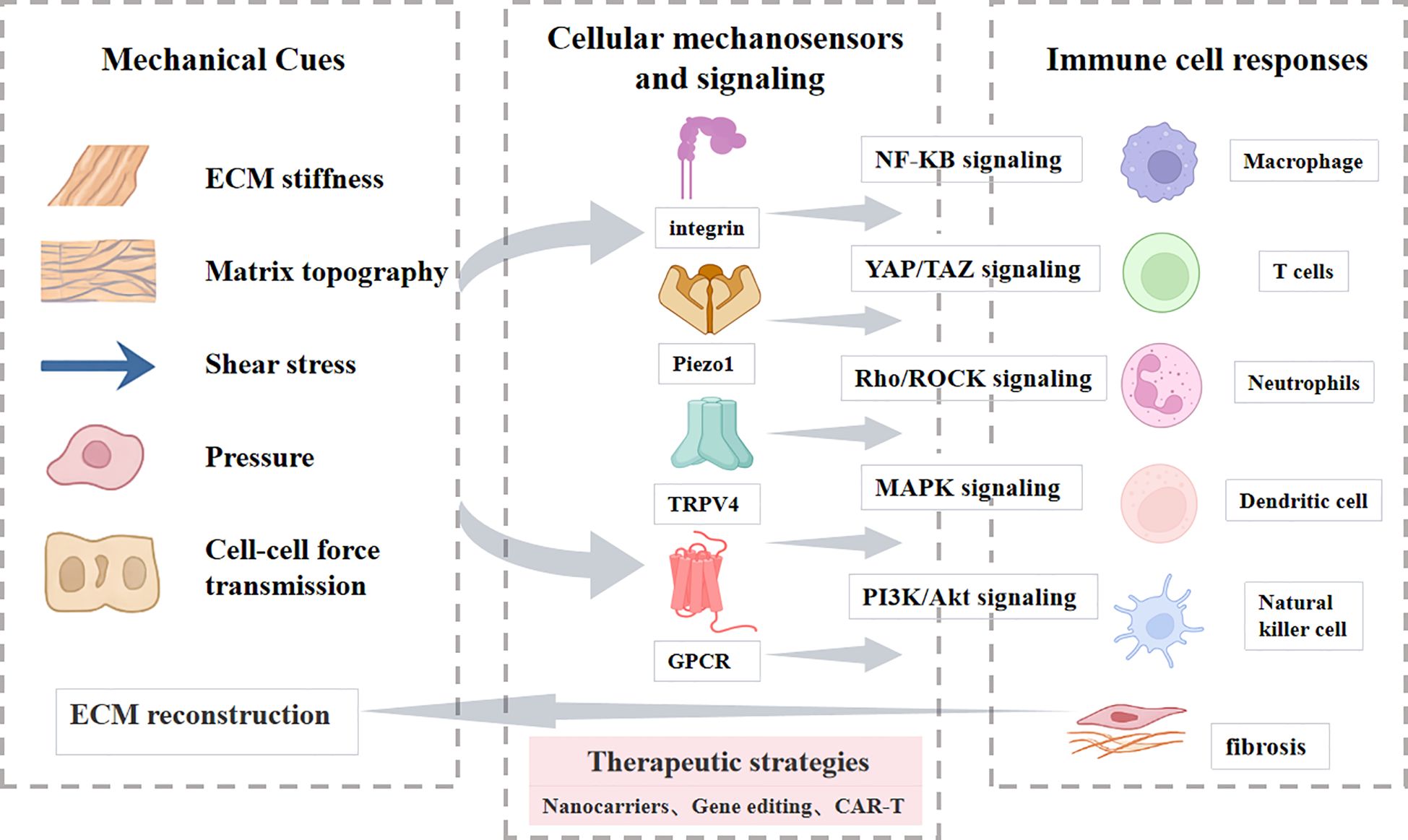 Diagram illustrating the relationship between mechanical cues, cellular mechanosensors and signaling, and immune cell responses. Mechanical cues such as ECM stiffness, matrix topography, shear stress, pressure, and cell-cell force transmission influence cellular mechanosensors like integrin, Piezo1, TRPV4, and GPCR. These activate signaling pathways including NF-KB, YAP/TAZ, Rho/ROCK, MAPK, and PI3K/Akt, affecting immune cells such as macrophages, T cells, neutrophils, dendritic cells, and natural killer cells, leading to fibrosis. Therapeutic strategies include nanocarriers, gene editing, and CAR-T therapy.