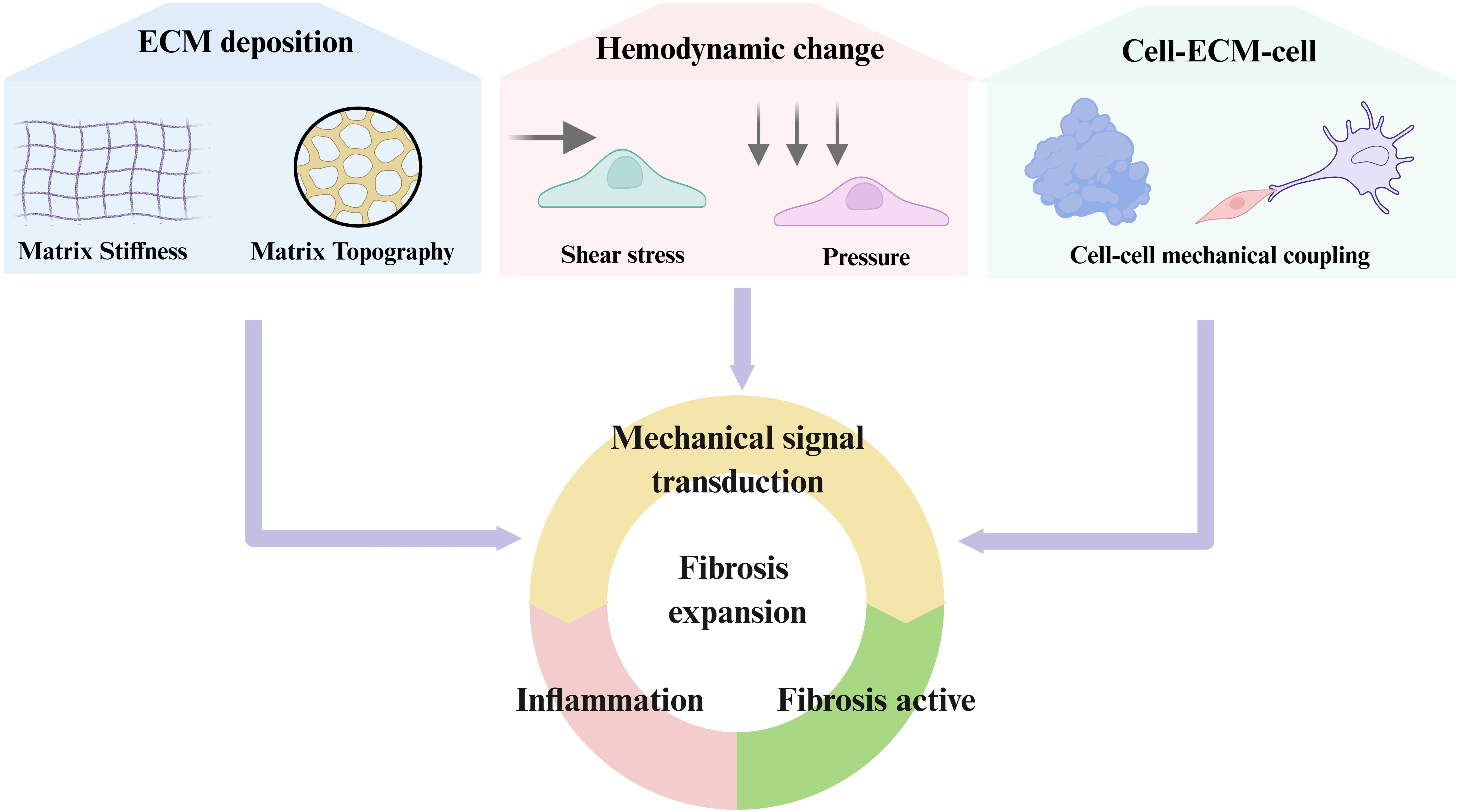 Diagram showing factors contributing to fibrosis: ECM deposition with matrix stiffness and topography, hemodynamic change with shear stress and pressure, and cell-ECM-cell interaction with mechanical coupling. These lead to mechanical signal transduction, fibrosis expansion, inflammation, and active fibrosis in a cyclic process.