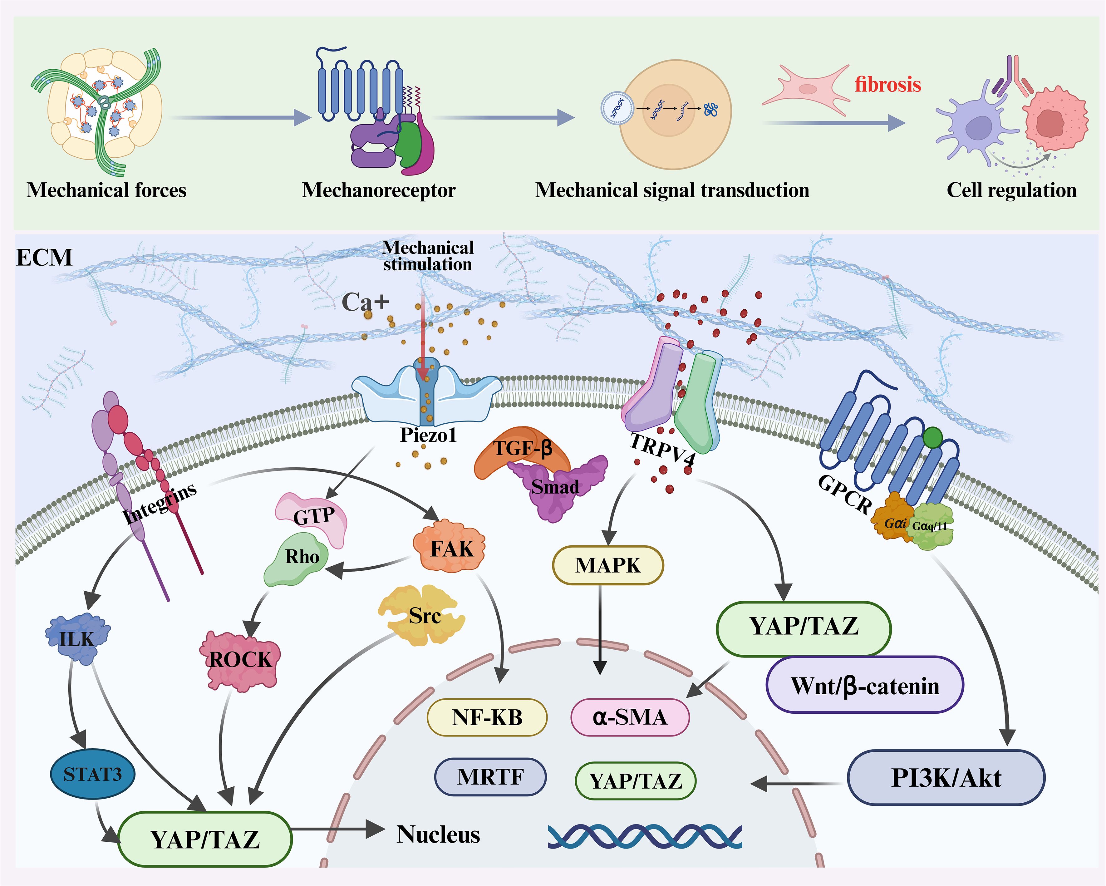 Illustration depicting mechanical forces leading to fibrosis through a signaling pathway. It shows mechanical forces activating mechanoreceptors, resulting in mechanical signal transduction and cell regulation. The diagram includes elements like Piezo1, integrins, TRPV4, and GPCR, each influencing pathways such as MAPK, YAP/TAZ, and PI3K/Akt. Various molecules and proteins are involved, including TGF-β, Smad, and Rho. Activities culminate at the nucleus, impacting cellular responses associated with fibrosis.