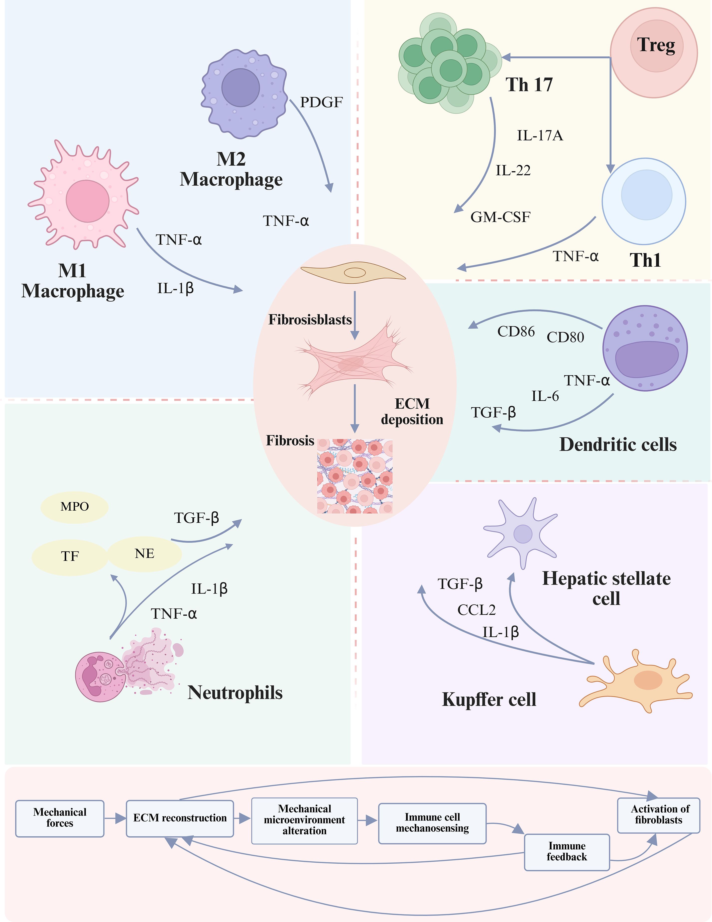 Diagram illustrating the interactions between immune cells and fibrosis. It shows M1 and M2 macrophages, neutrophils, Th1 and Th17 cells, Tregs, dendritic cells, hepatic stellate cells, Kupffer cells, and fibroblasts. Arrows indicate signaling molecules like TNF-α, IL-1β, and TGF-β. The bottom flowchart describes the process of mechanical forces leading to ECM reconstruction, mechanosensing, and fibroblast activation.