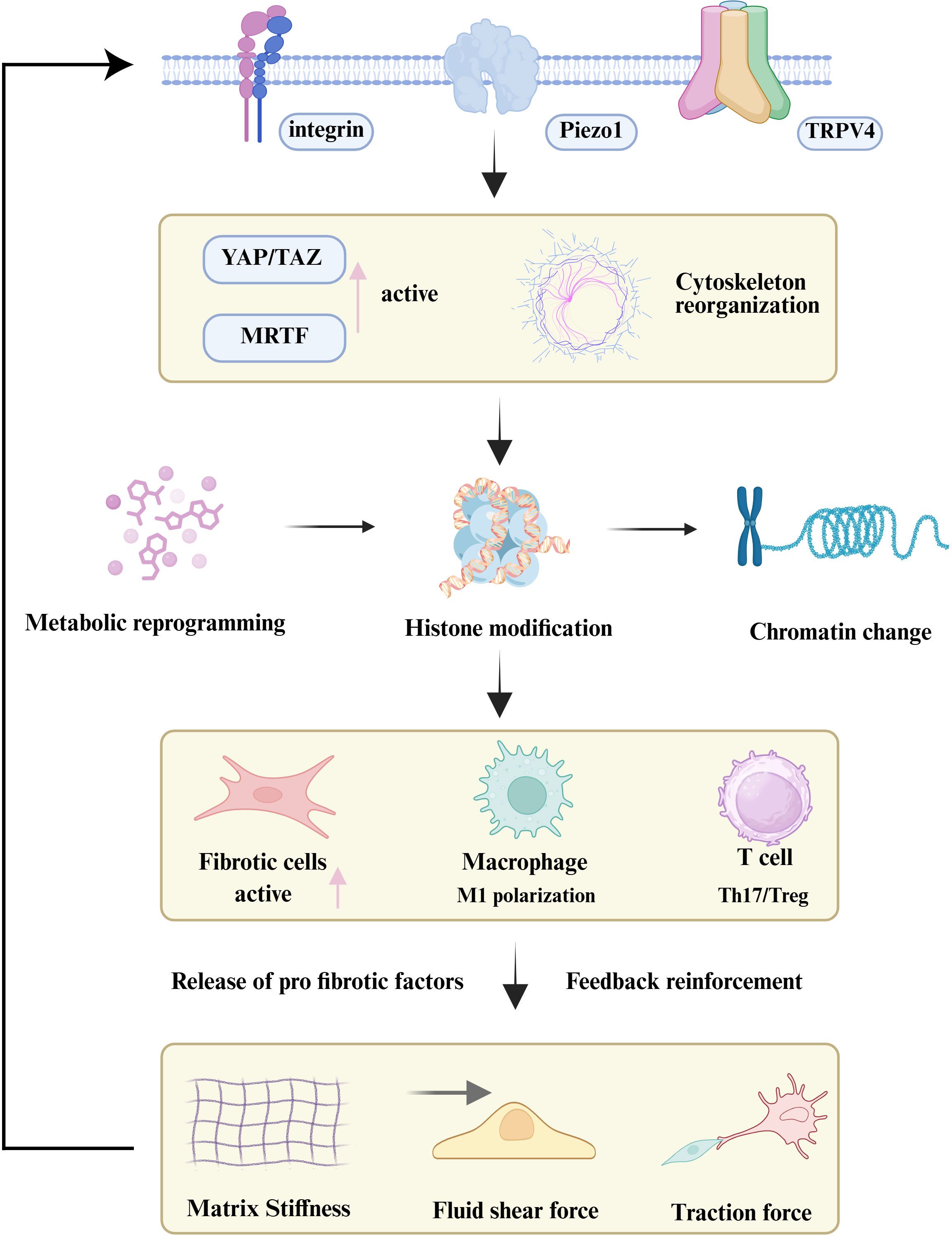 Diagram illustrating cellular processes: Integrin, Piezo1, and TRPV4 trigger YAP/TAZ and MRTF activation, leading to cytoskeleton reorganization. This causes metabolic reprogramming, histone modification, and chromatin change. These alterations activate fibrotic cells, macrophage M1 polarization, and T cell function (Th17/Treg). Released pro-fibrotic factors cause matrix stiffness, fluid shear force, and traction force, reinforcing feedback.