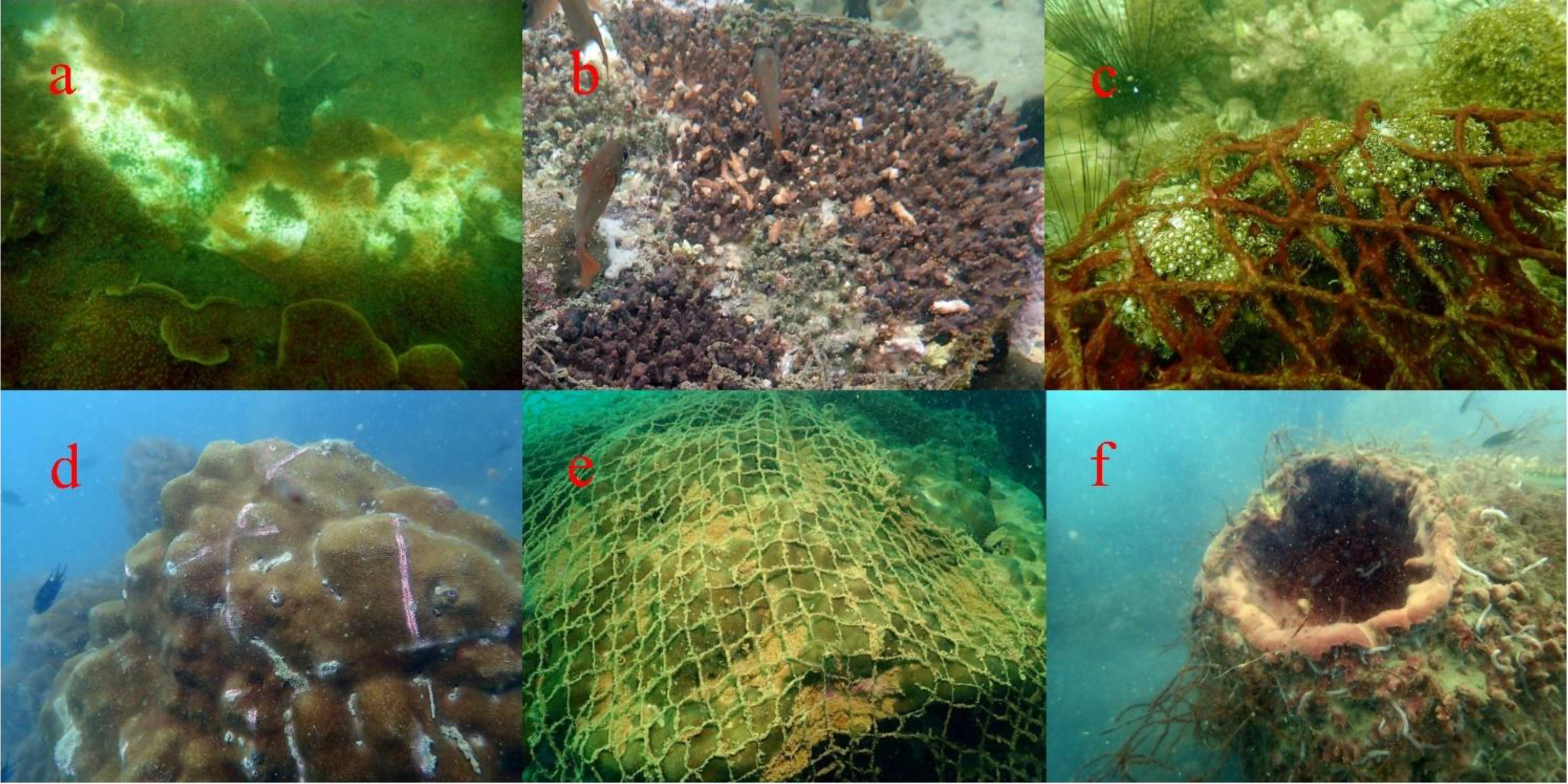Panel of six underwater images labeled a to f, showing coral reefs affected by different conditions. Image a shows bleached coral. Image b displays coral fragmentation. Image c features coral entangled in debris overgrown by algae. Image d depicts corals with sign of diseases. Image e shows coral covered by a net, accumulating by sediment. Image f displays a large sponge covered by algae and debris.
