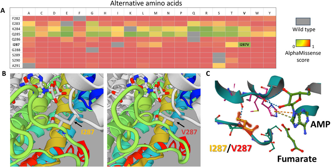 Panel A shows a heatmap displaying alternate amino acid substitutions at various positions, with color coding based on AlphaMissense scores. Panel B presents 3D protein structures illustrating the positions I287 and V287 within the molecular framework. Panel C highlights the interaction between the I287/V287 positions and AMP and fumarate molecules in a molecular visualization.