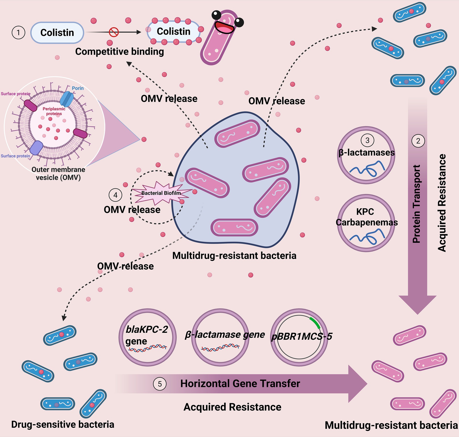 Diagram illustrating the mechanism of multidrug-resistant bacteria. It shows colistin competitive binding and outer membrane vesicle (OMV) release in resistant bacteria. The steps include protein transport, acquired resistance through β-lactamases and KPC carbapenemases, and horizontal gene transfer with blaKPC-2 gene. Drug-sensitive bacteria and a bacterial biofilm are also depicted.
