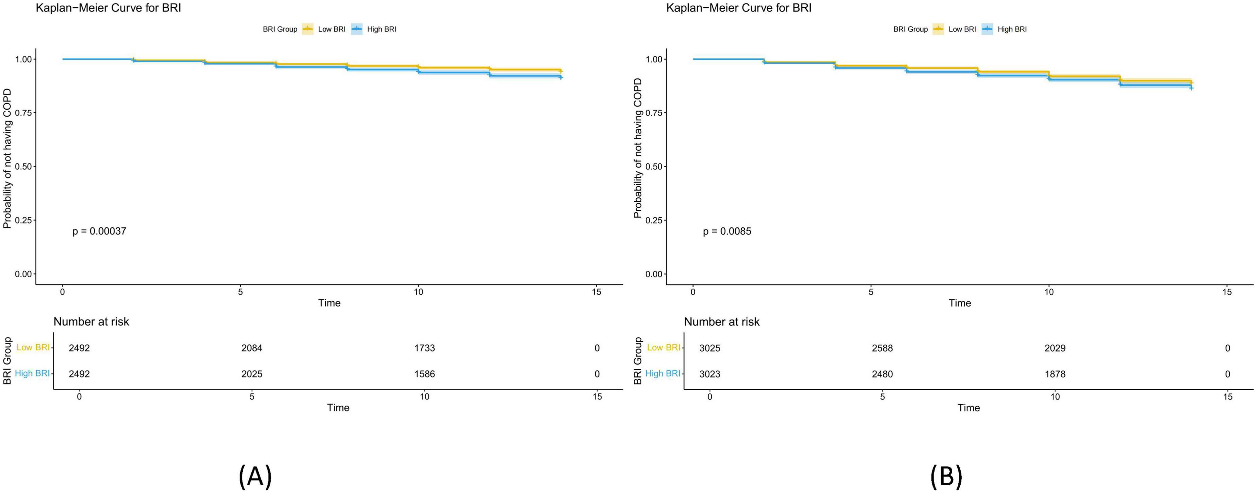 Kaplan-Meier curves for BRI are shown in two graphs, A and B, reflecting the probability of not having COPD over time. Both graphs compare low BRI and high BRI groups, with A showing a p-value of 0.00037 and B showing a p-value of 0.0085. Time is plotted on the x-axis, and the probability of not having COPD is on the y-axis. Tables below each graph indicate the number of individuals at risk at different time points.
